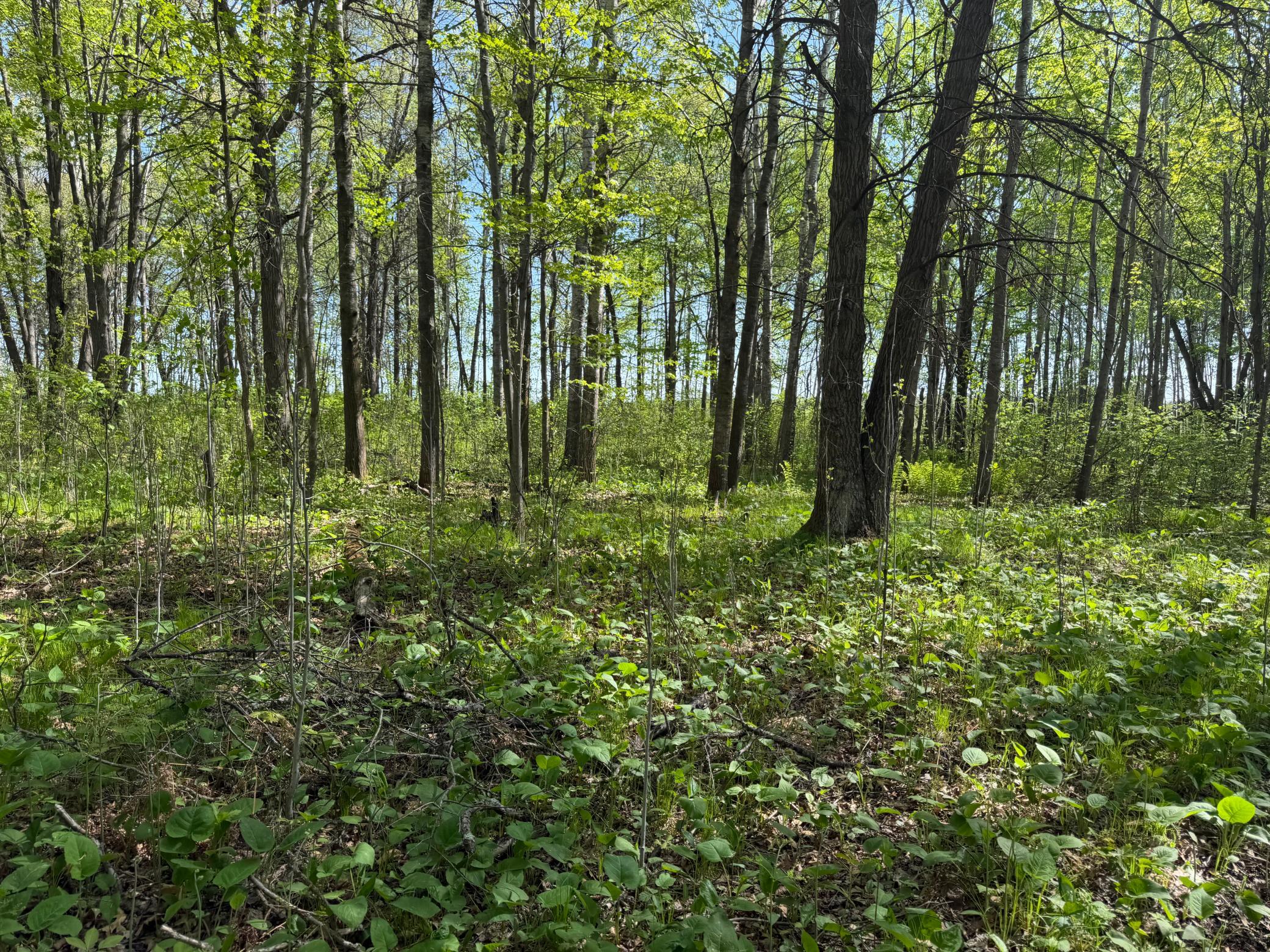 Tbd County Road 14 Property Photo 49