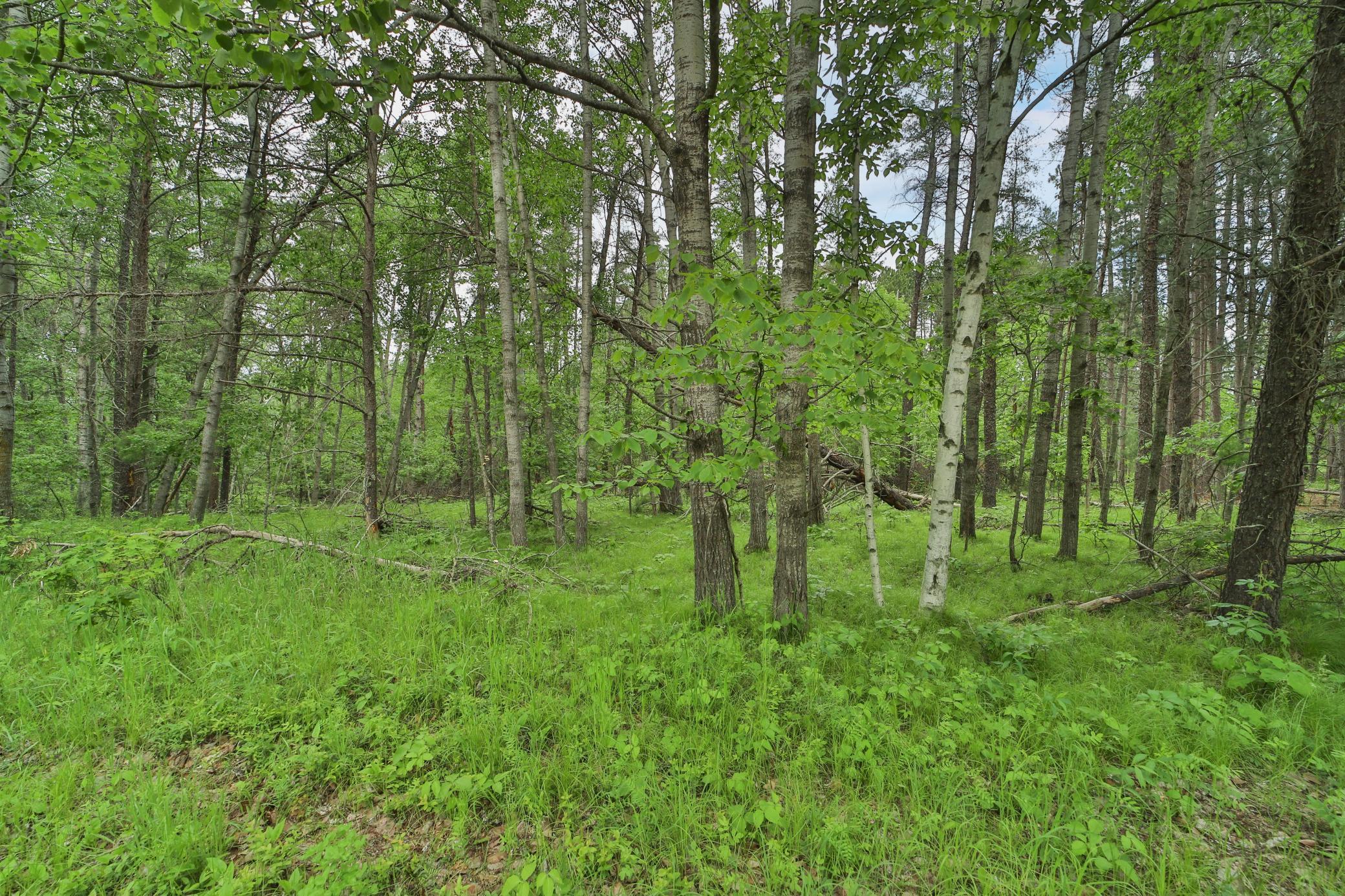 Lot 15 Cedar Street Property Photo 2