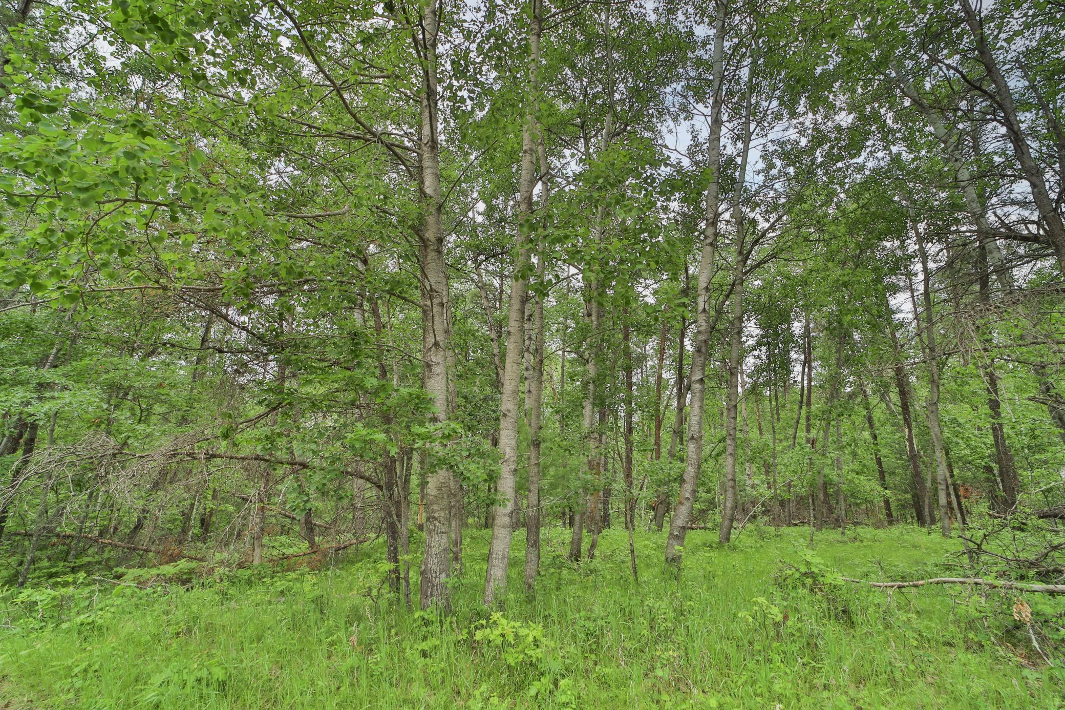 Lot 15 Cedar Street Property Photo 3