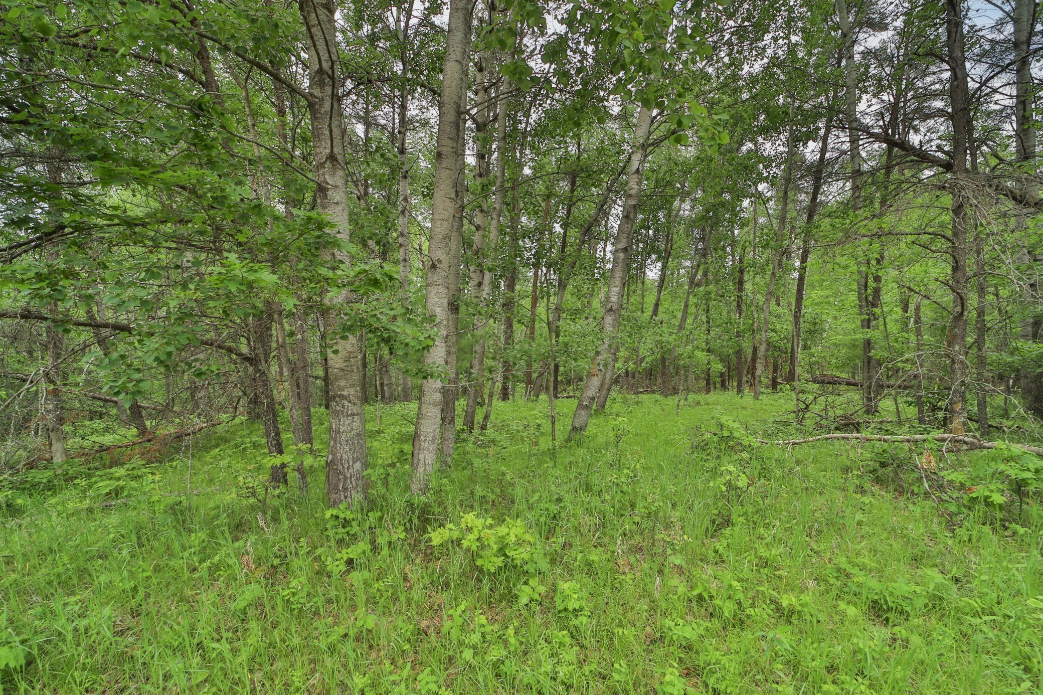 Lot 15 Cedar Street Property Photo 4