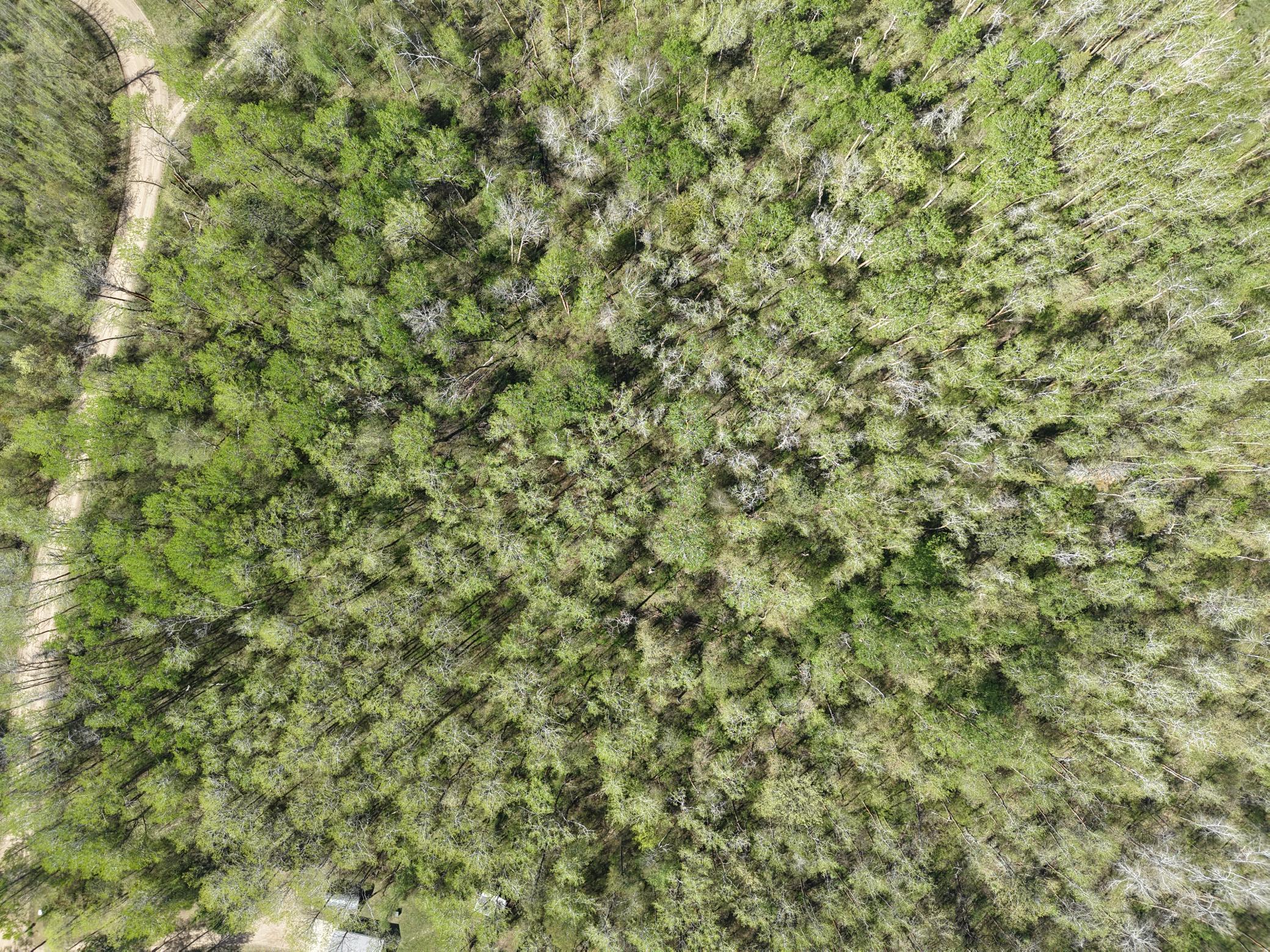 Tbd 8 Bog Lake Trail Property Photo 7