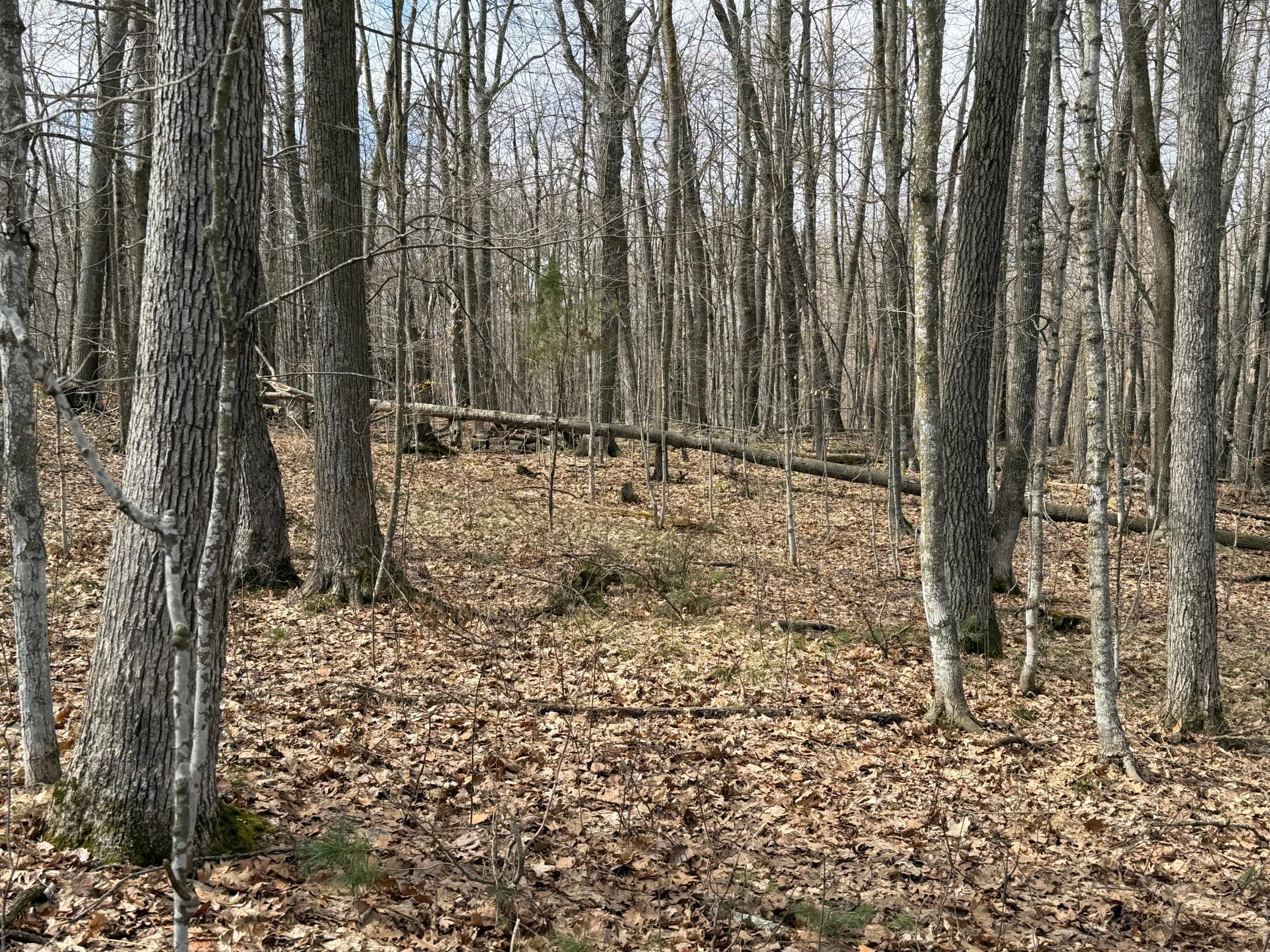Tbd Ripley Spur Road Property Photo 23