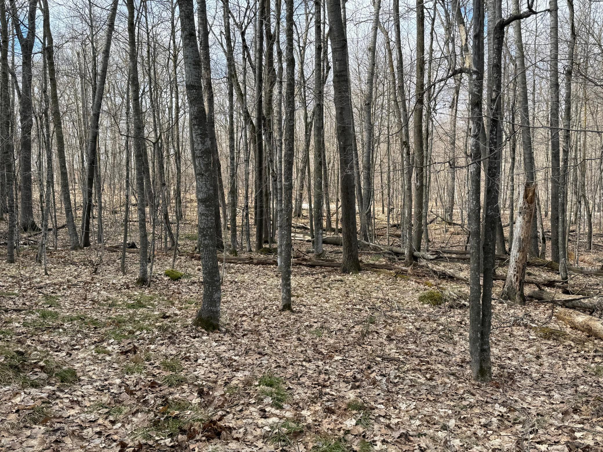Tbd Ripley Spur Road Property Photo 26
