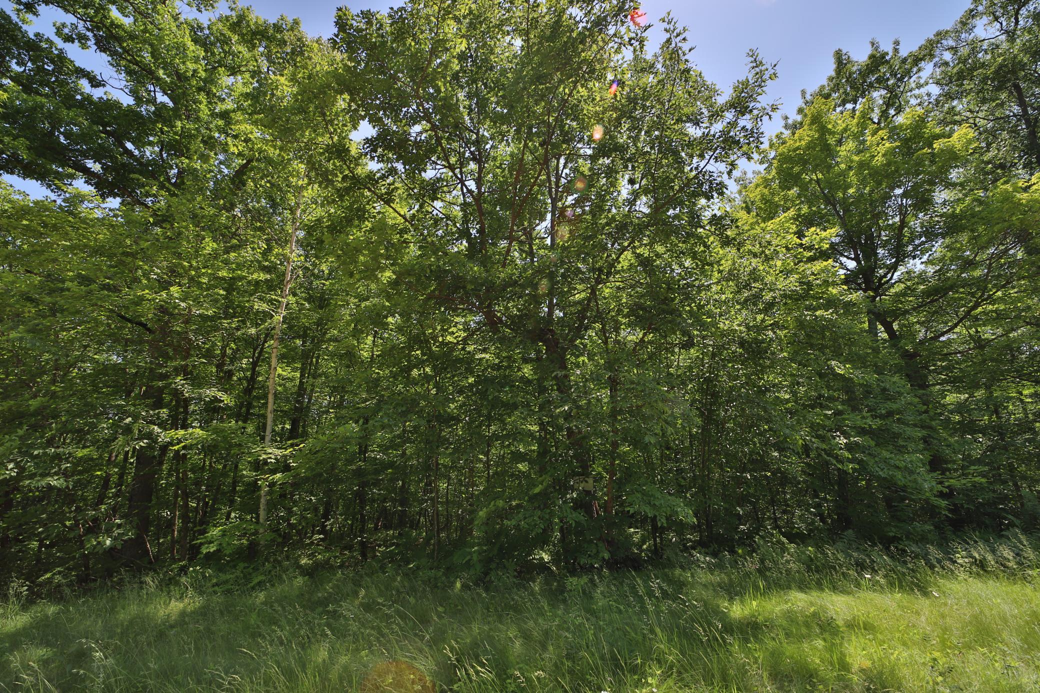 Tract D Olander Road Property Photo 6