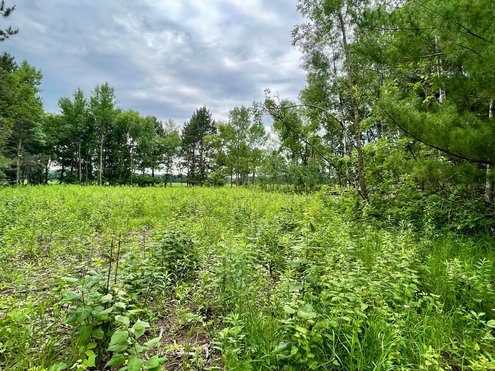 Tbd Pacer Drive Property Photo 3