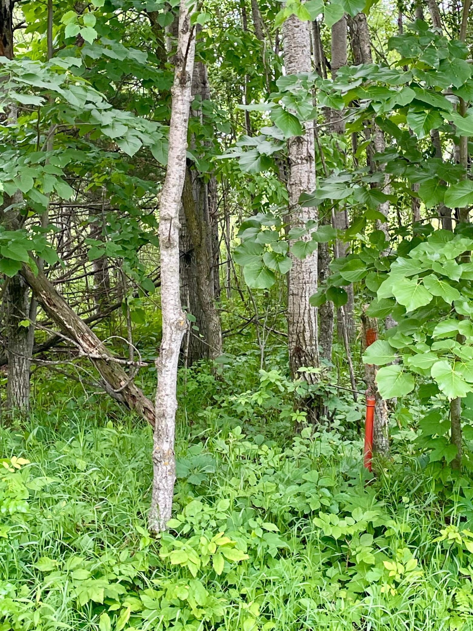 Tbd Pacer Drive Property Photo 4