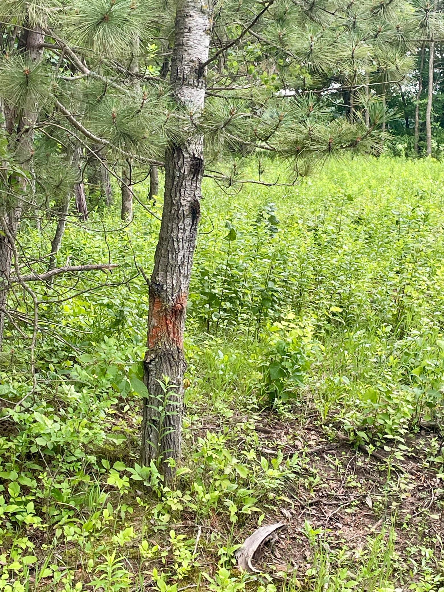 Tbd Pacer Drive Property Photo 5