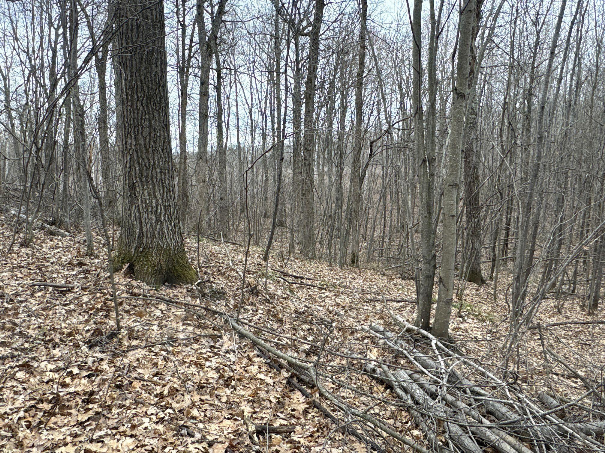 Tbd Barrett Trail Property Photo 15