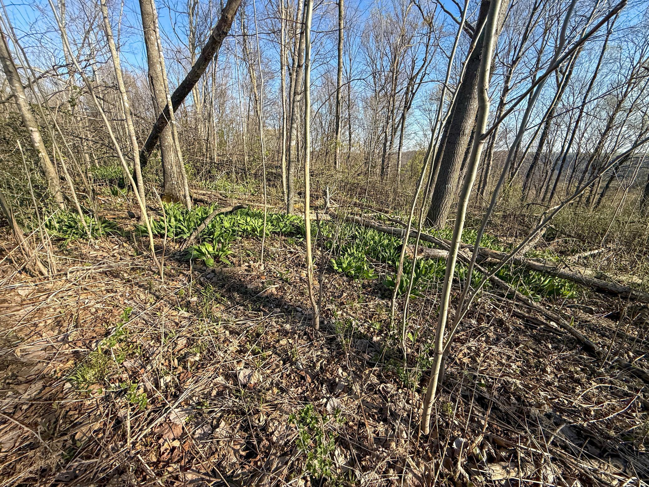 Tbd Tierney Drive Property Photo 15