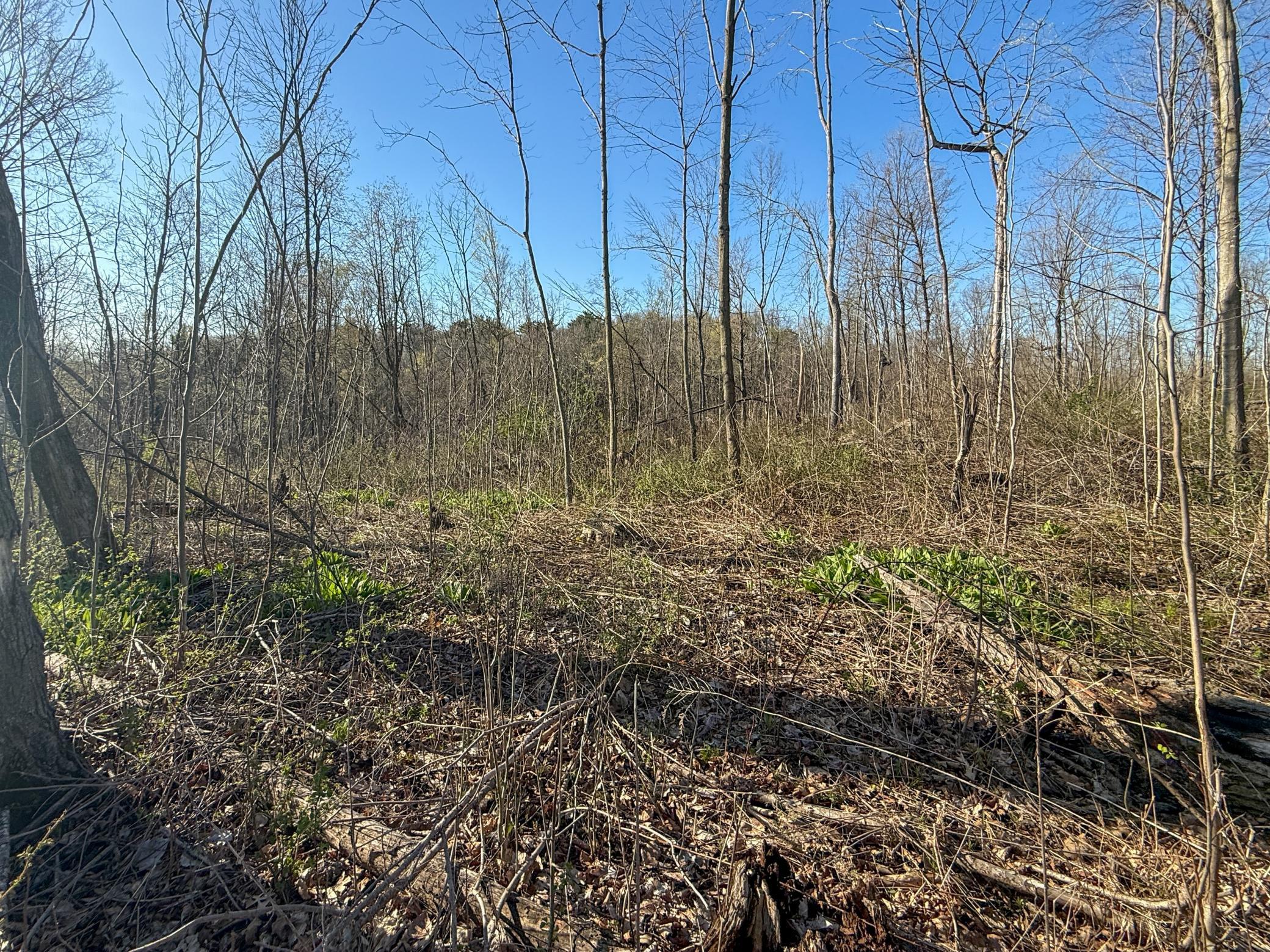 Tbd Tierney Drive Property Photo 16