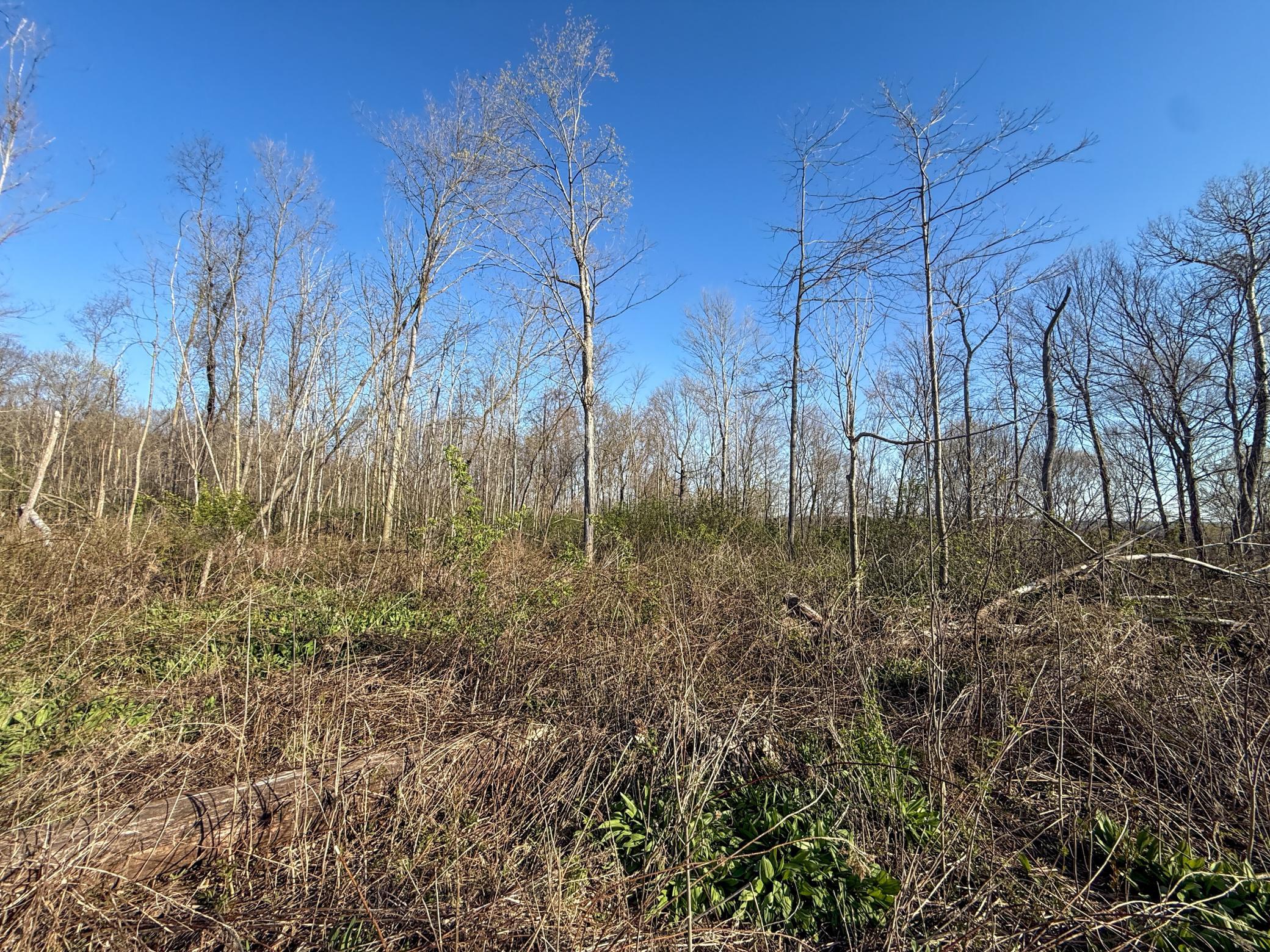 Tbd Tierney Drive Property Photo 18