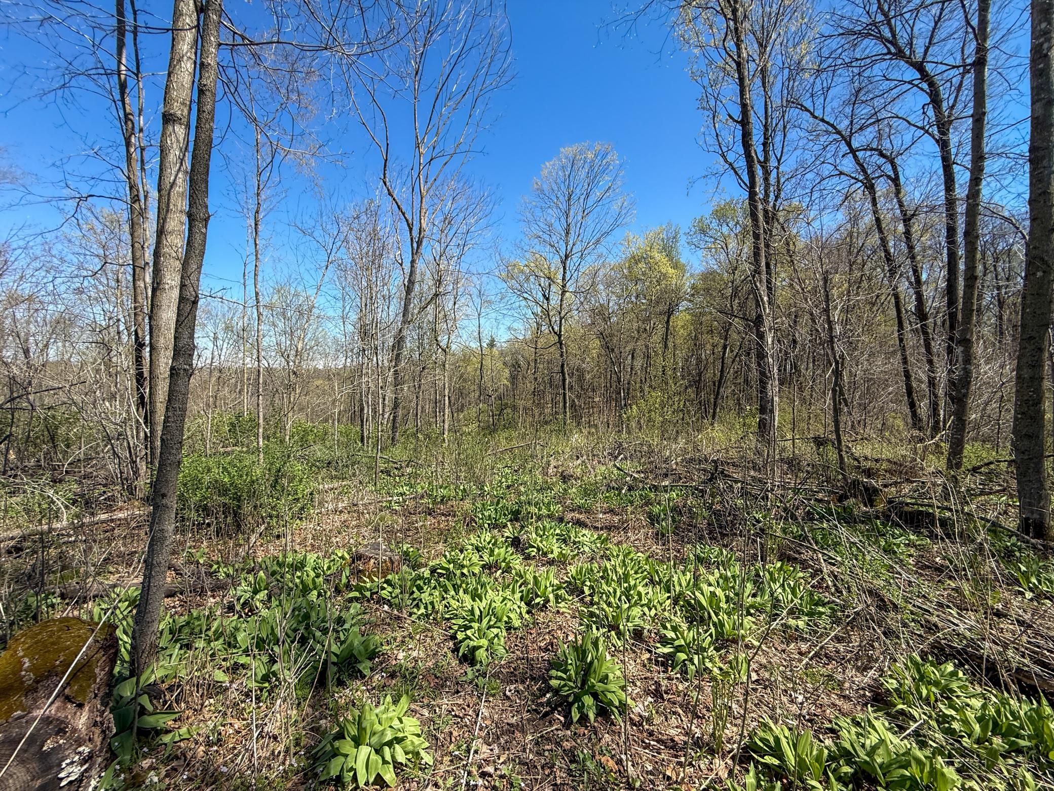 Tbd Tierney Drive Property Photo 23
