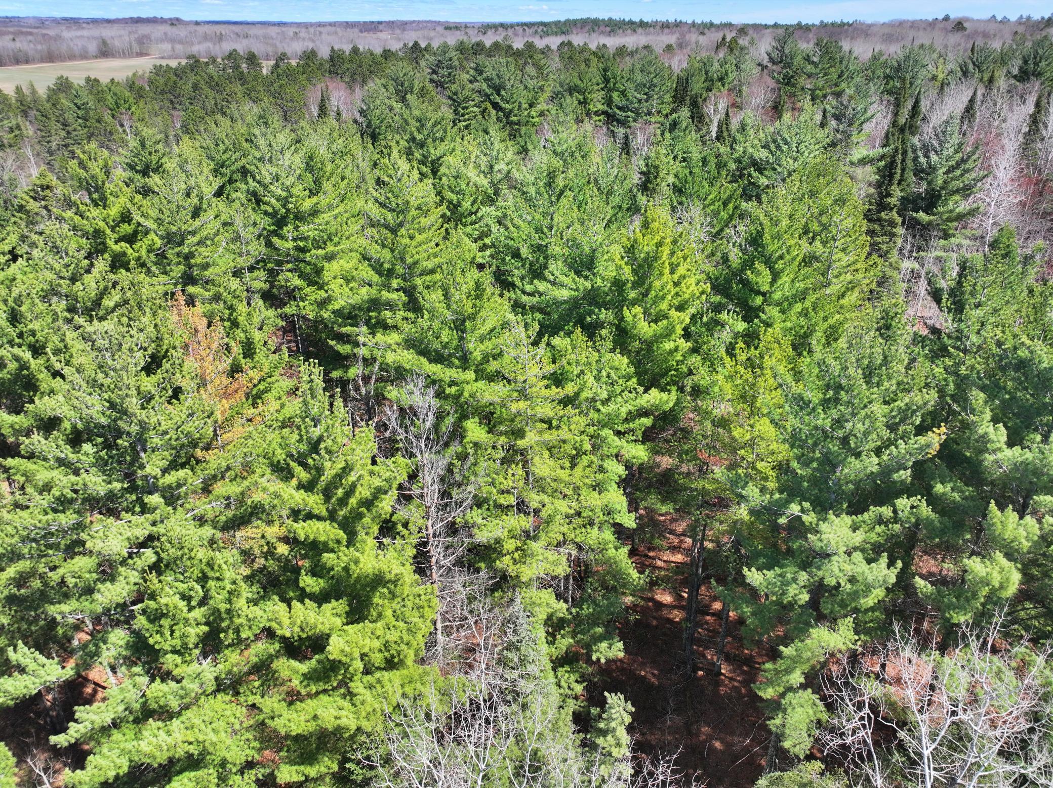 34857 Dinner Lake Loop Property Photo 62