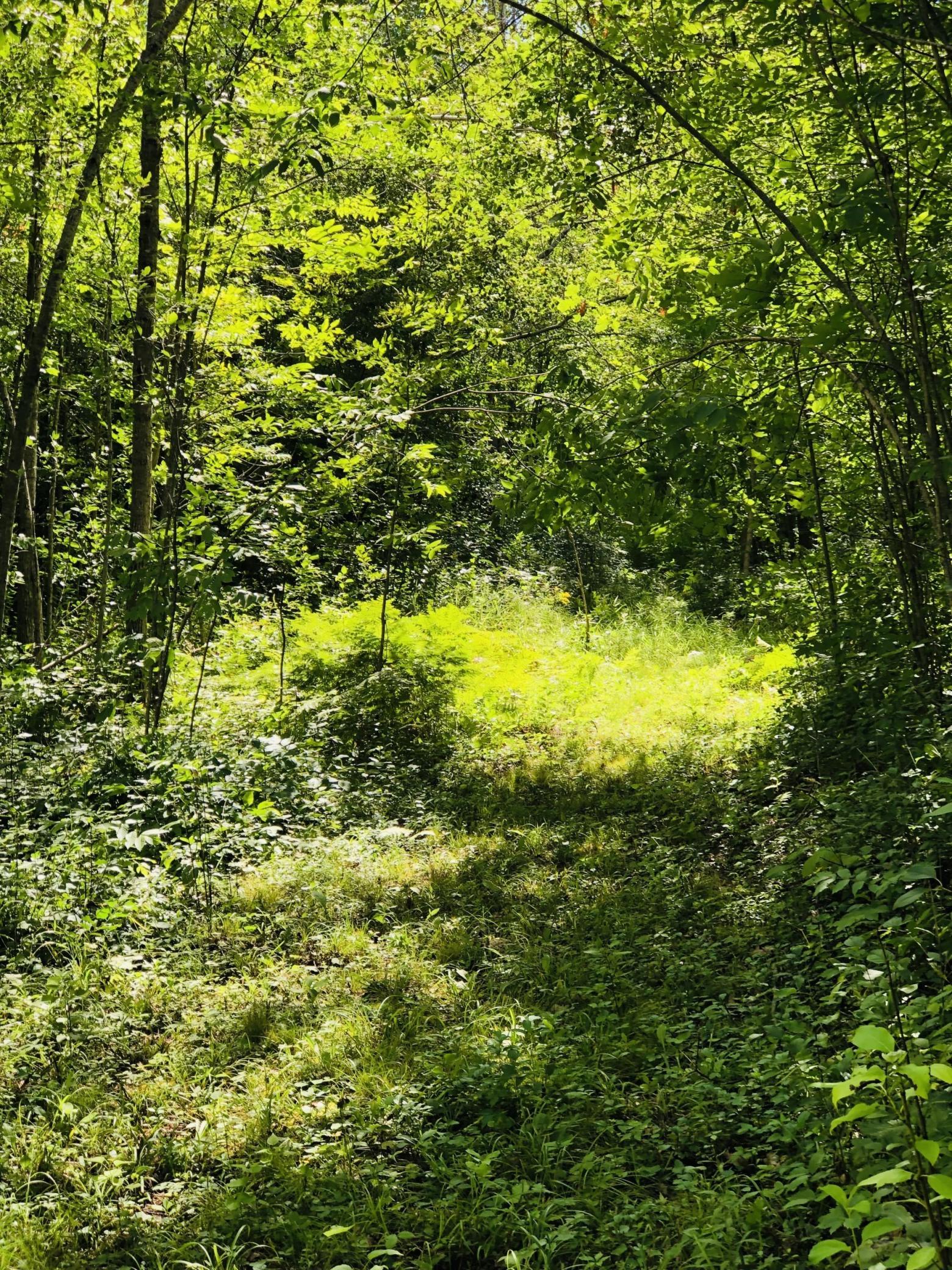 44131 Nature Avenue Property Photo 15
