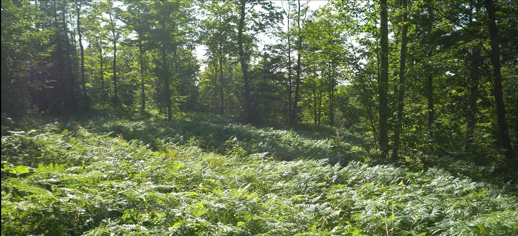 83xxx - Lot 12 Ashwabay Road Property Photo 2