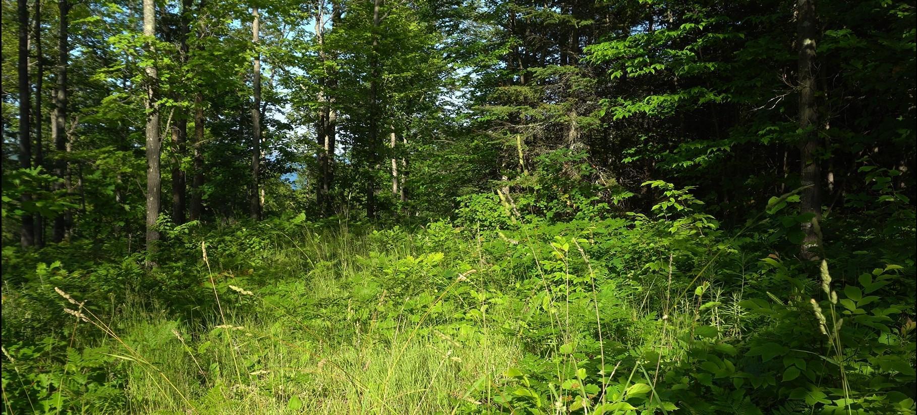 83xxx - Lot 12 Ashwabay Road Property Photo 3
