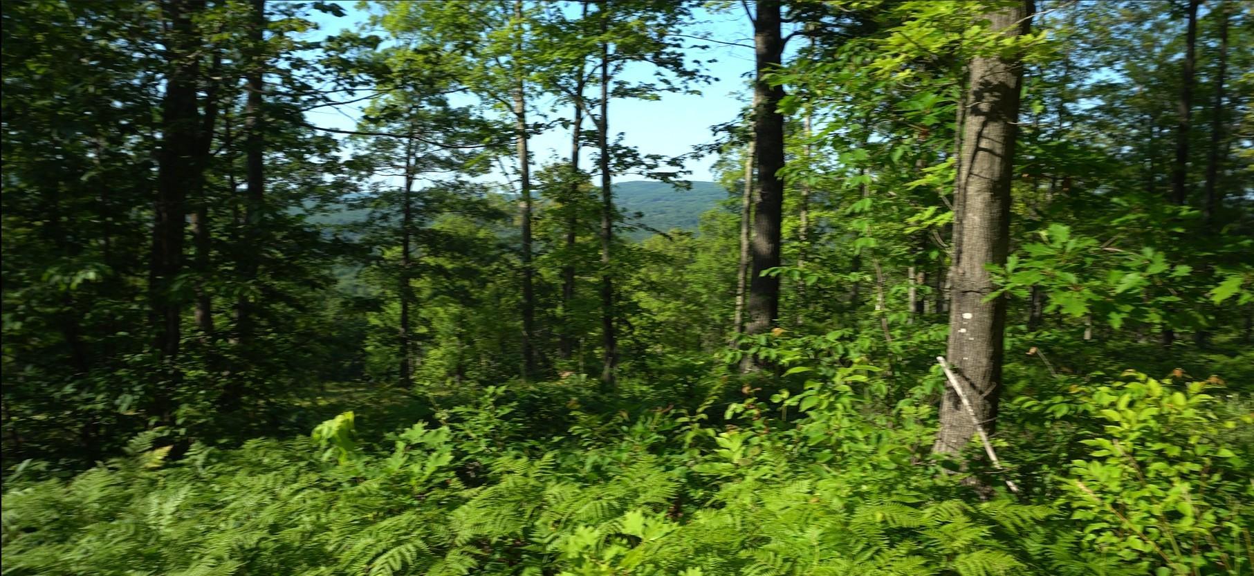 83xxx - Lot 12 Ashwabay Road Property Photo 4