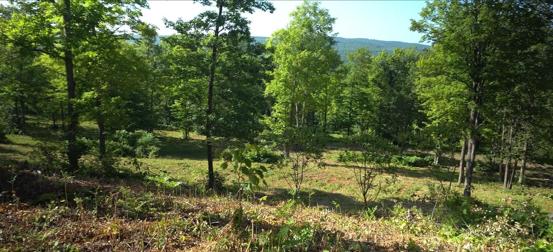 83xxx - Lot 12 Ashwabay Road Property Photo 5