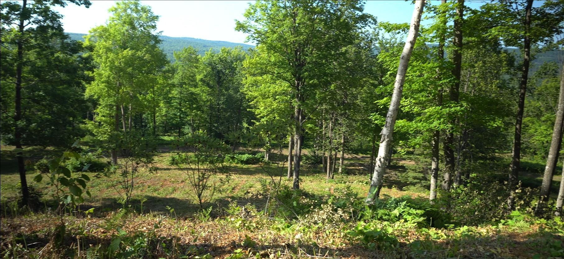 83xxx - Lot 12 Ashwabay Road Property Photo 6