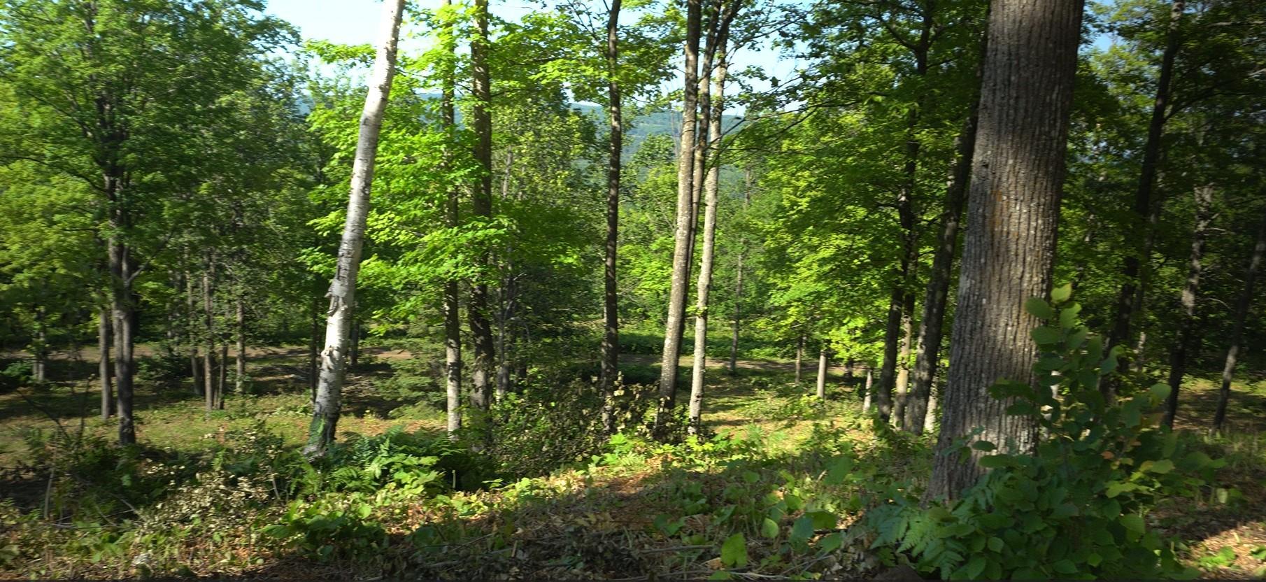 83xxx - Lot 12 Ashwabay Road Property Photo 7