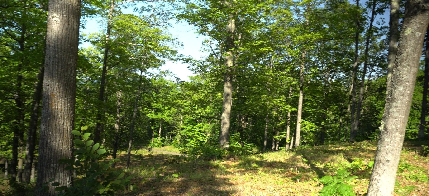 83xxx - Lot 12 Ashwabay Road Property Photo 9