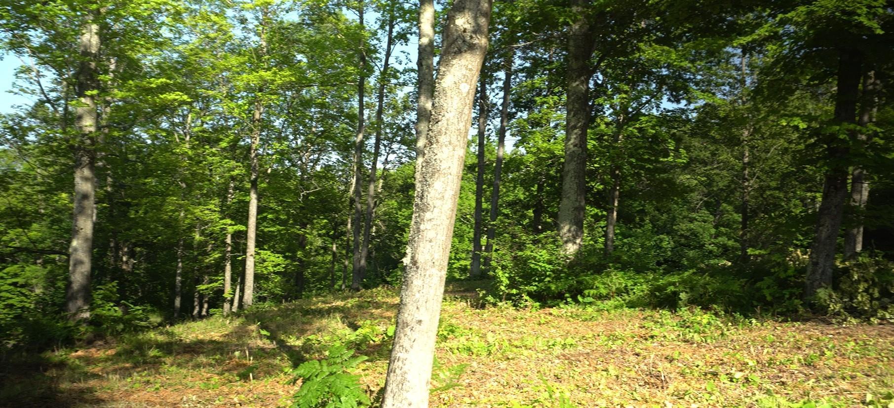 83xxx - Lot 12 Ashwabay Road Property Photo 10