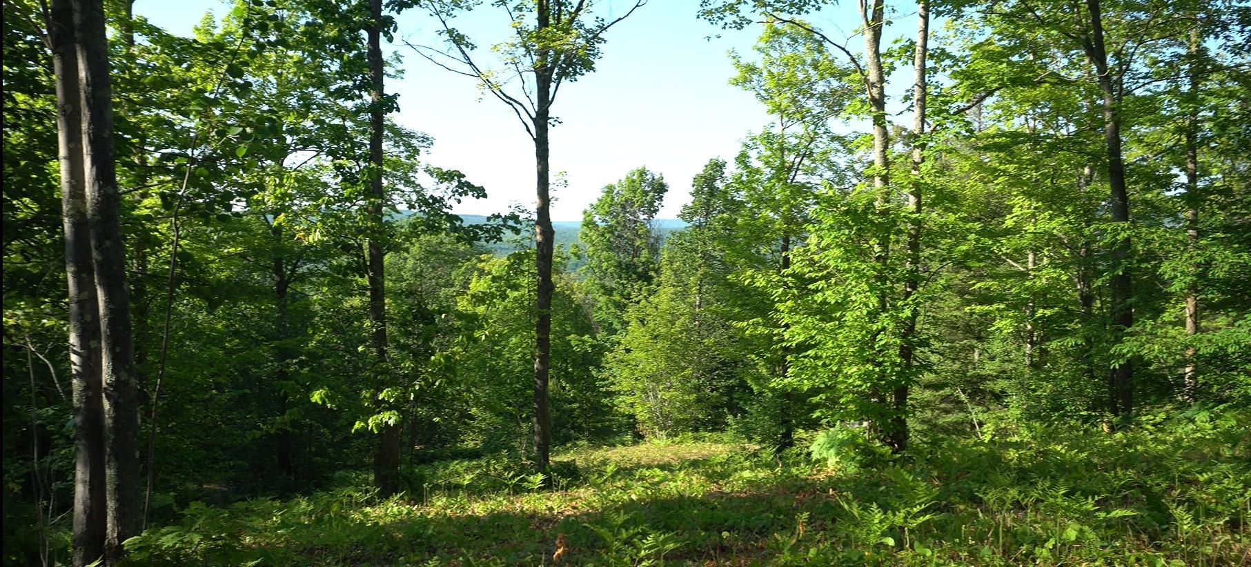 83xxx - Lot 13 Ashwabay Road Property Photo 1