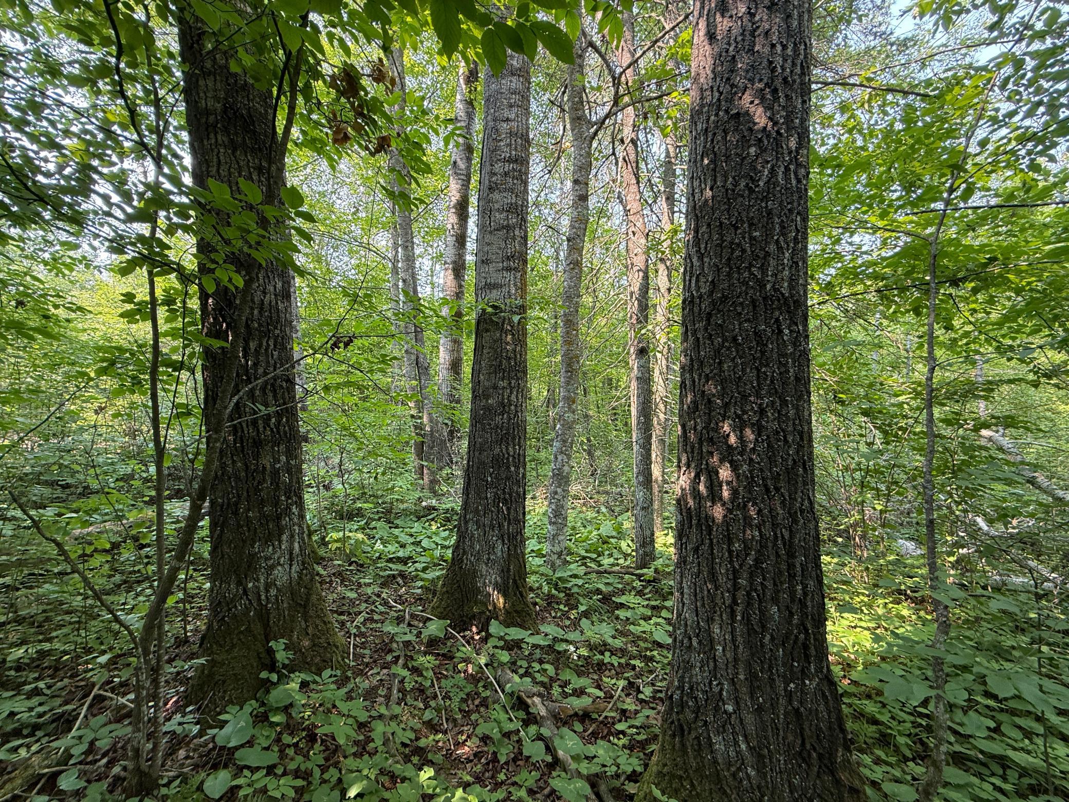 3854 Rasmussen Rd. Property Photo 24