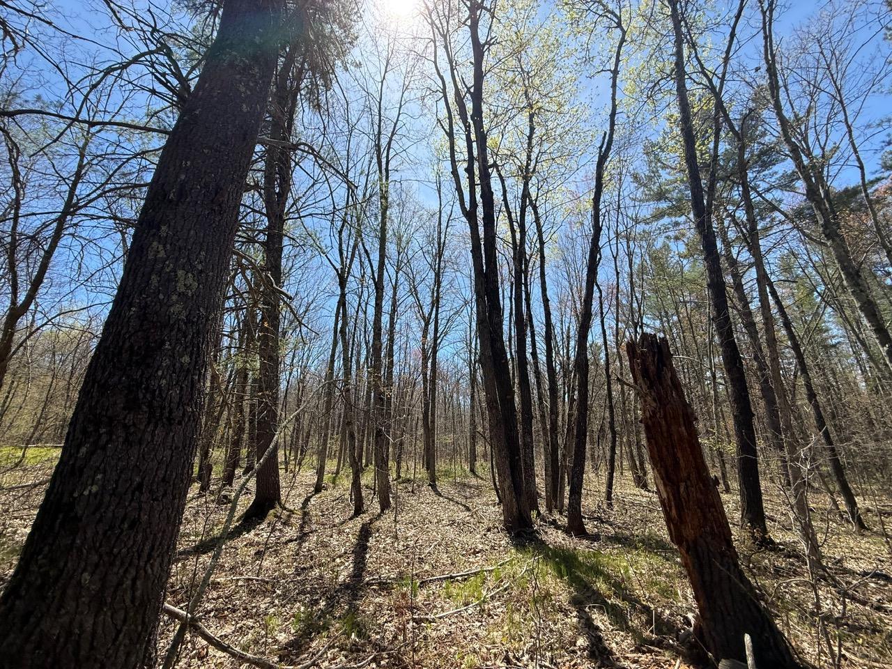 N10439 Tranus Lake Road Property Photo 33