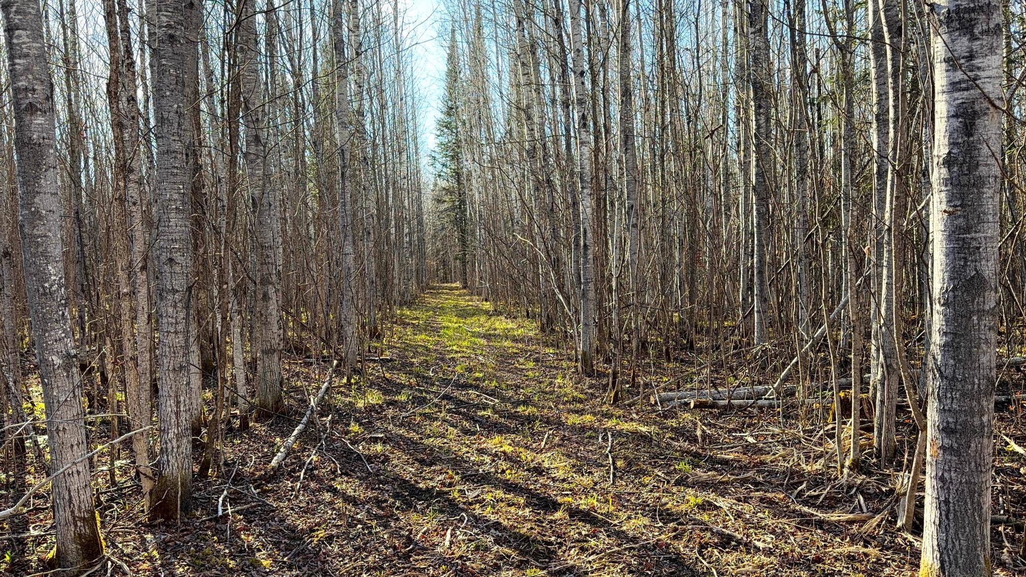 Lot C County Road 79 Property Photo 35