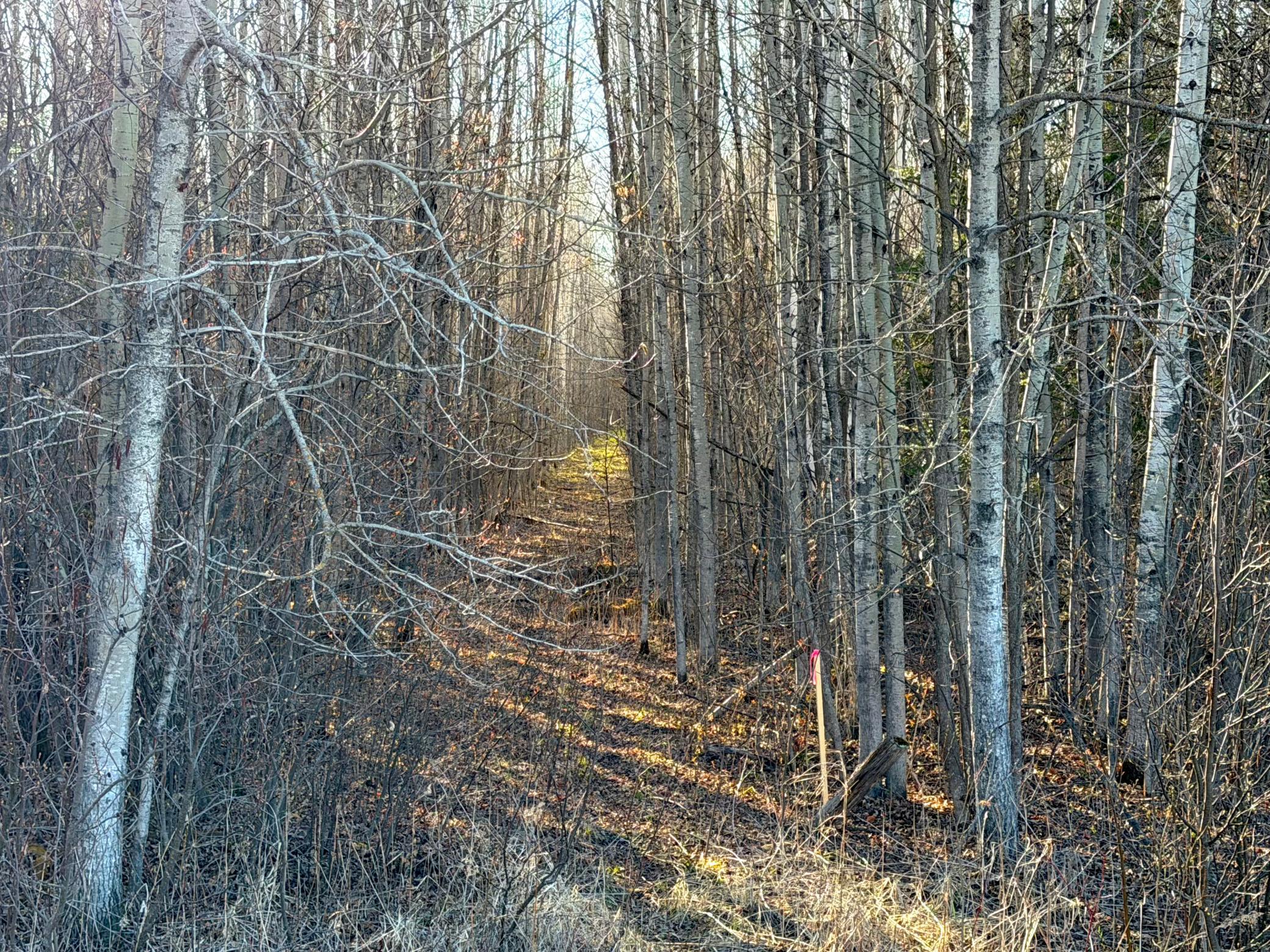 Lot E County Road 79 Property Photo 4