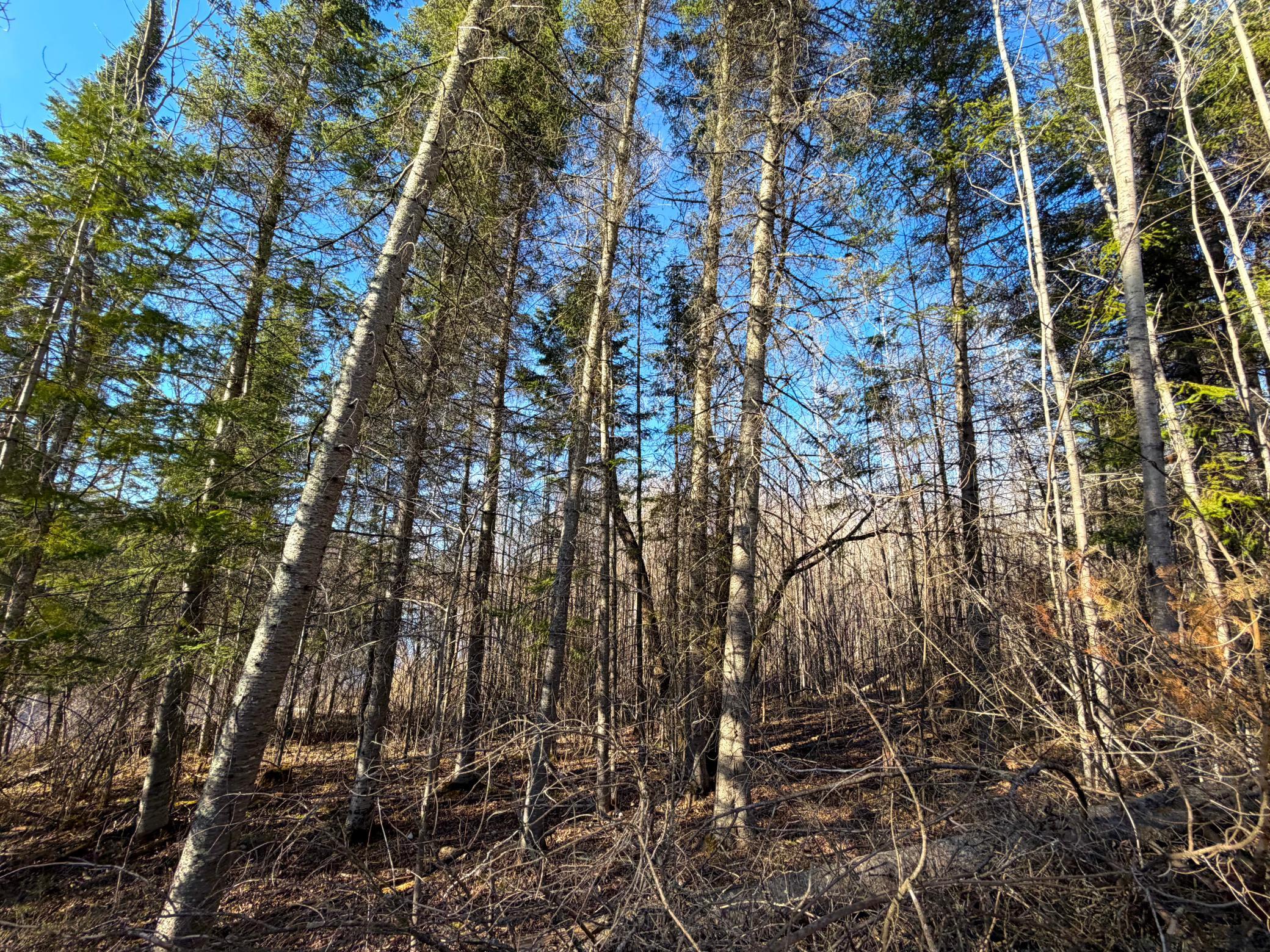 Lot E County Road 79 Property Photo 14