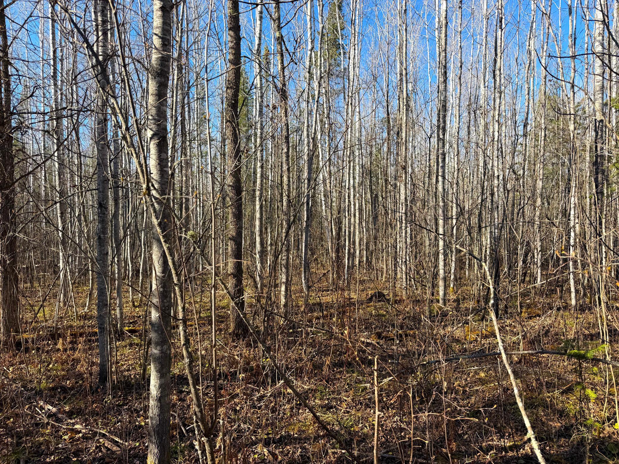Lot E County Road 79 Property Photo 42