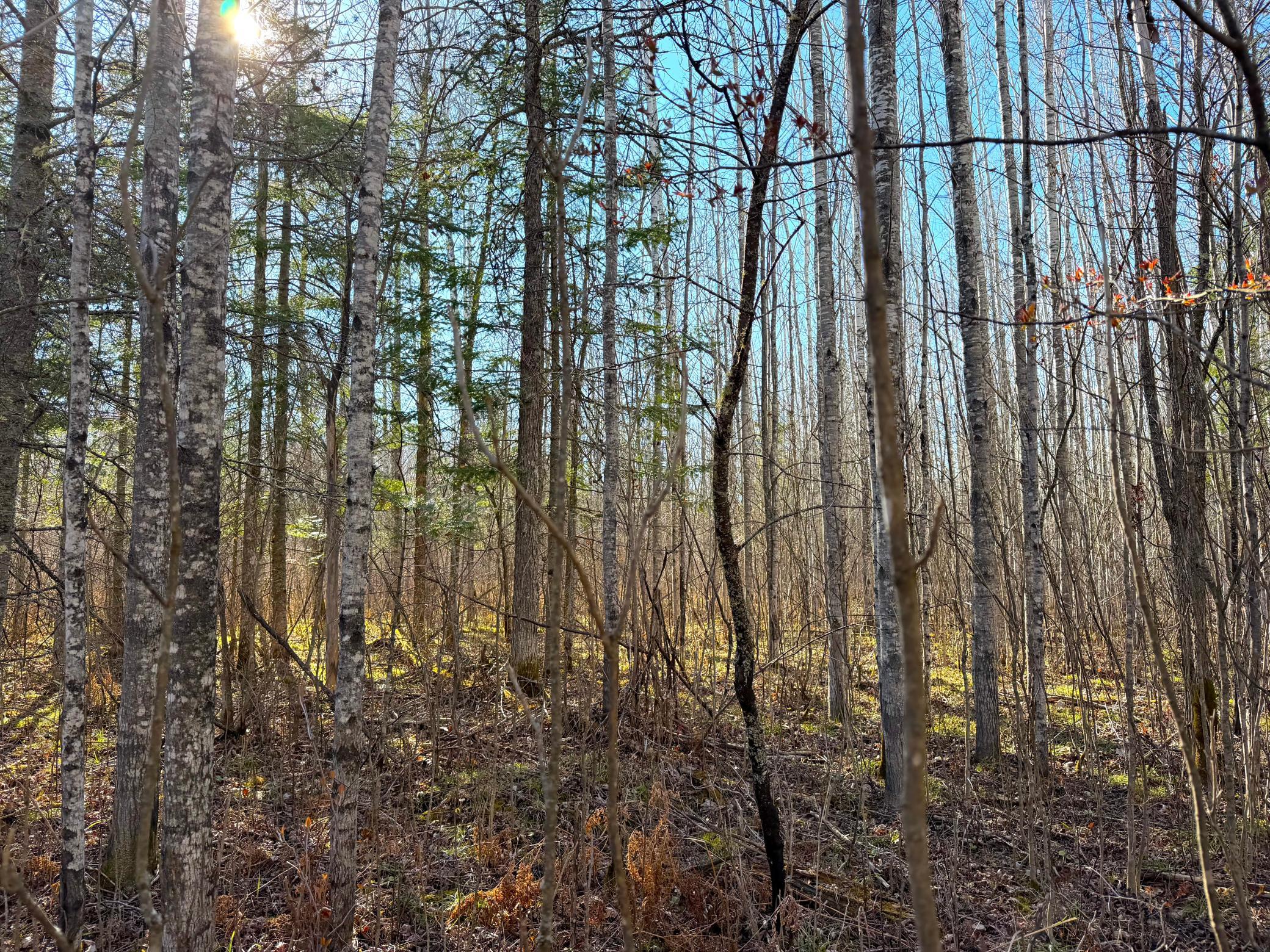 Lot E County Road 79 Property Photo 43
