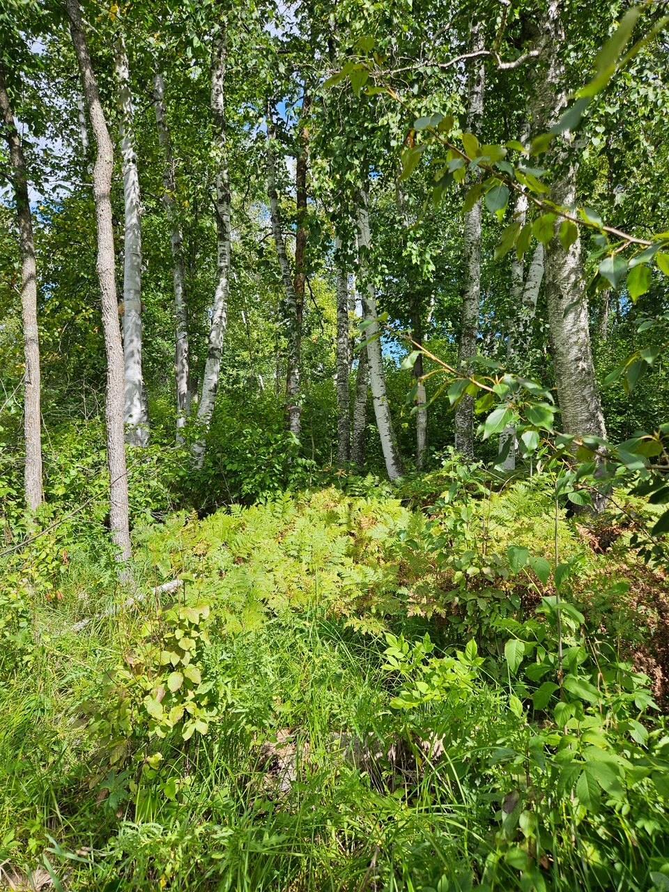 _ __birch Circle Drive Nw Property Photo 4