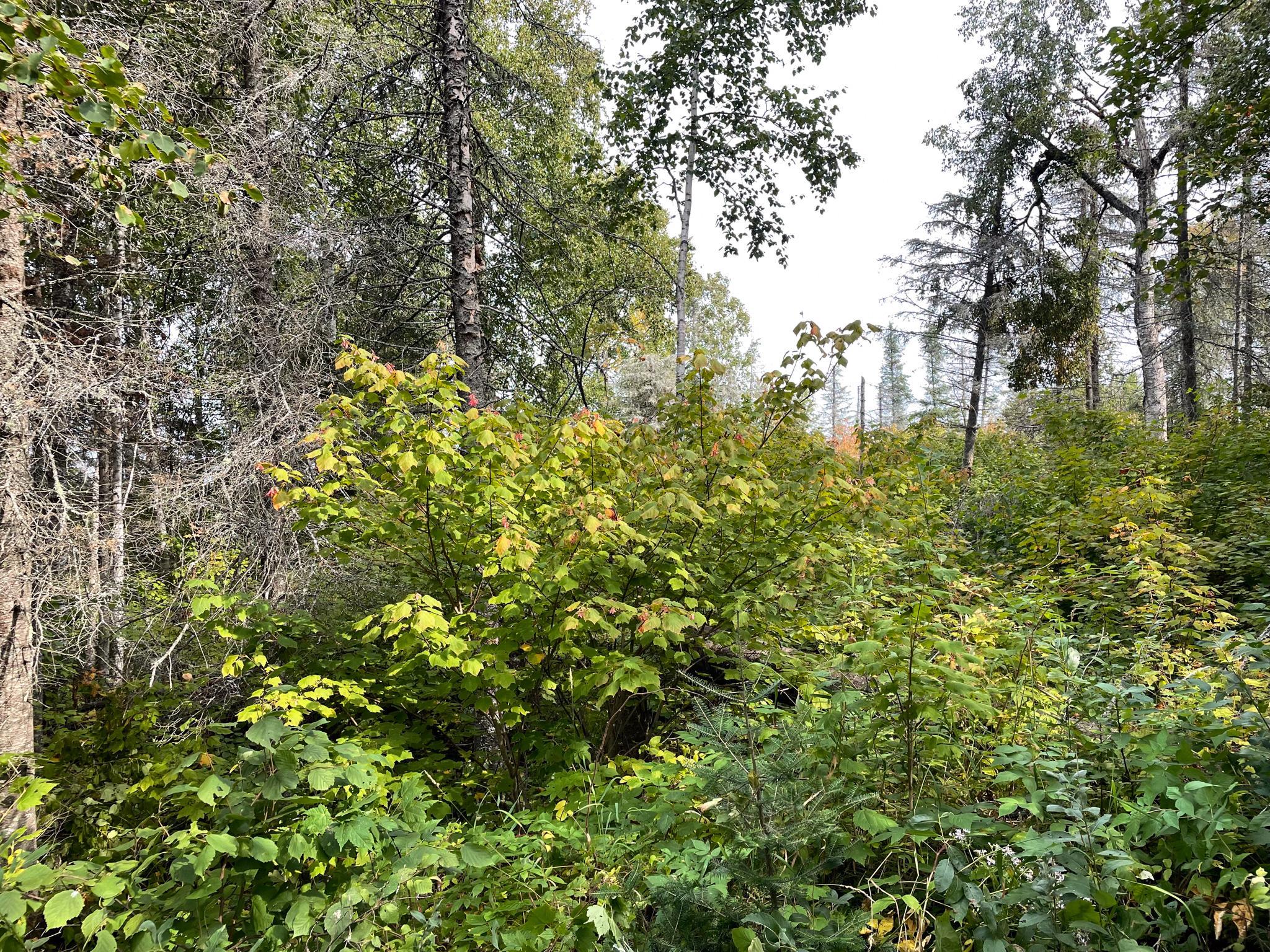 9519 Ccc Trail Property Photo 24