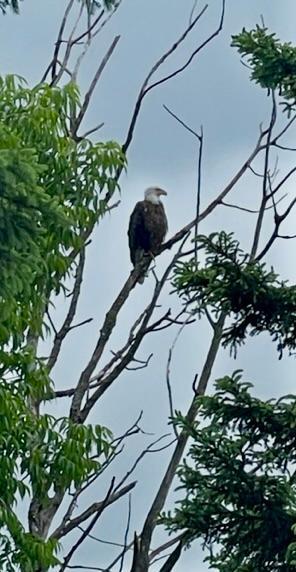 39878 Bald Eagle Haven Road Property Photo 71
