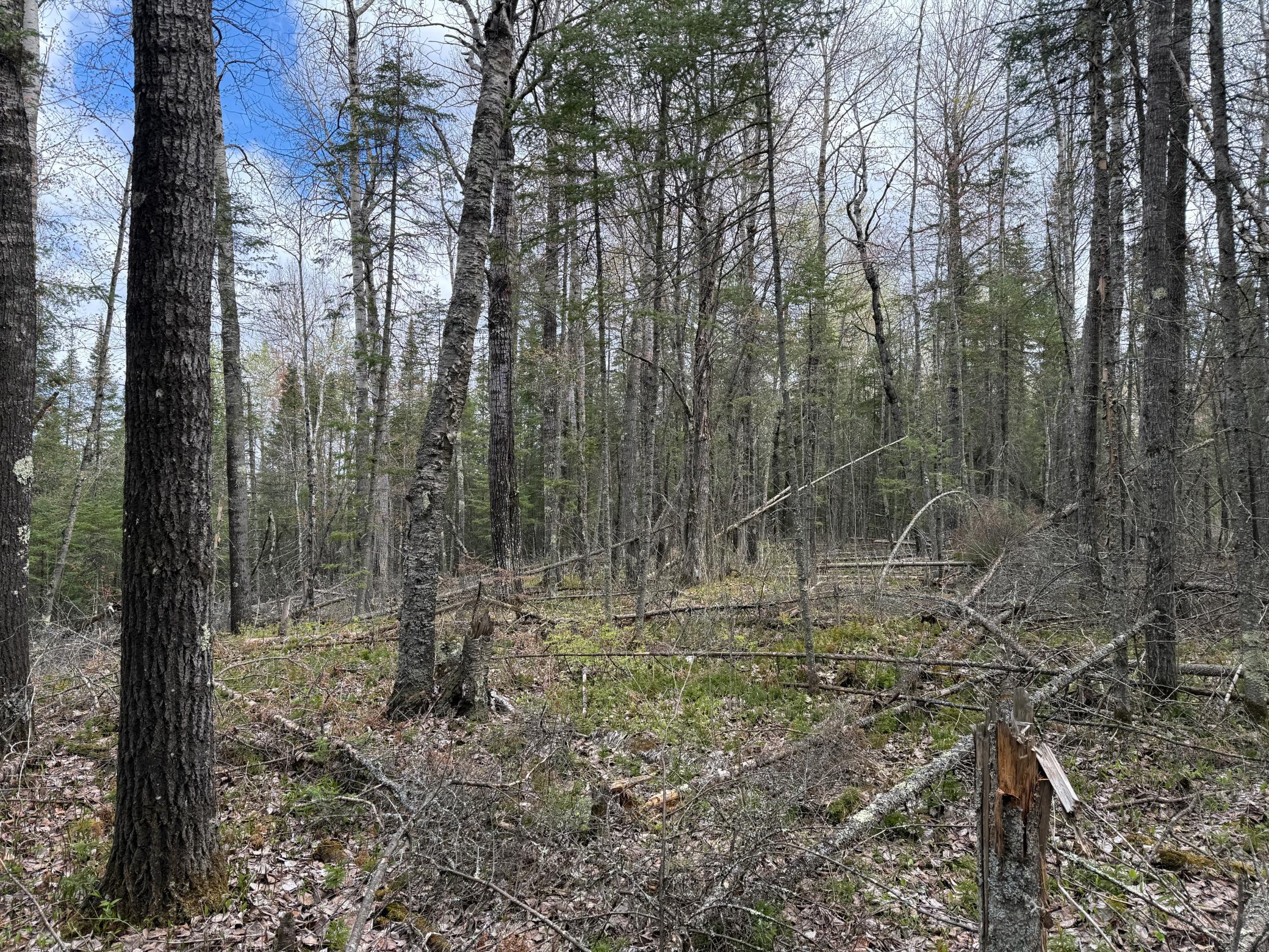 7355 Melrude Rd. W Property Photo 58