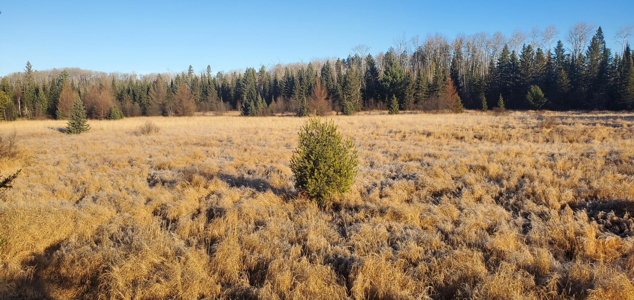 Tbd North Arm Elbow Lake E Property Photo 5