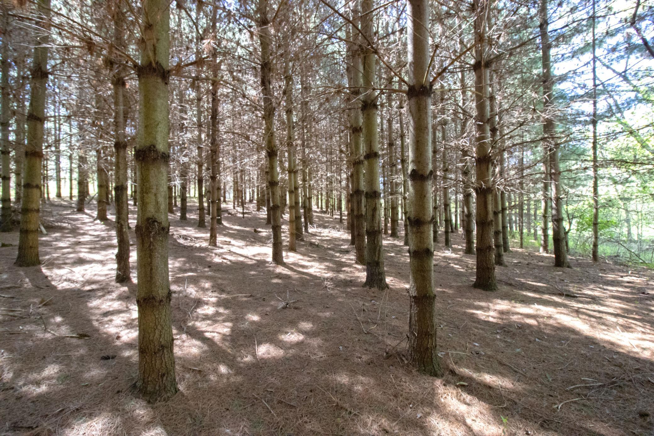 Tbd Nueman Trail Property Photo 5