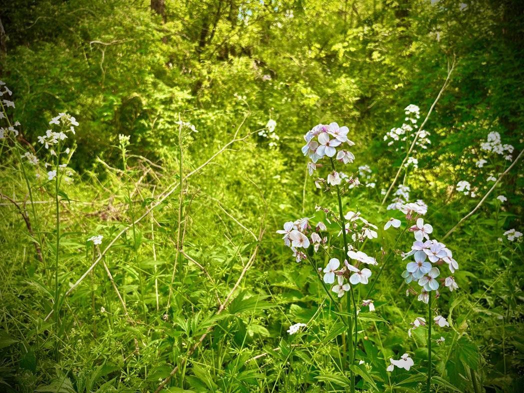 22966 Grosbeak Road Property Photo 26