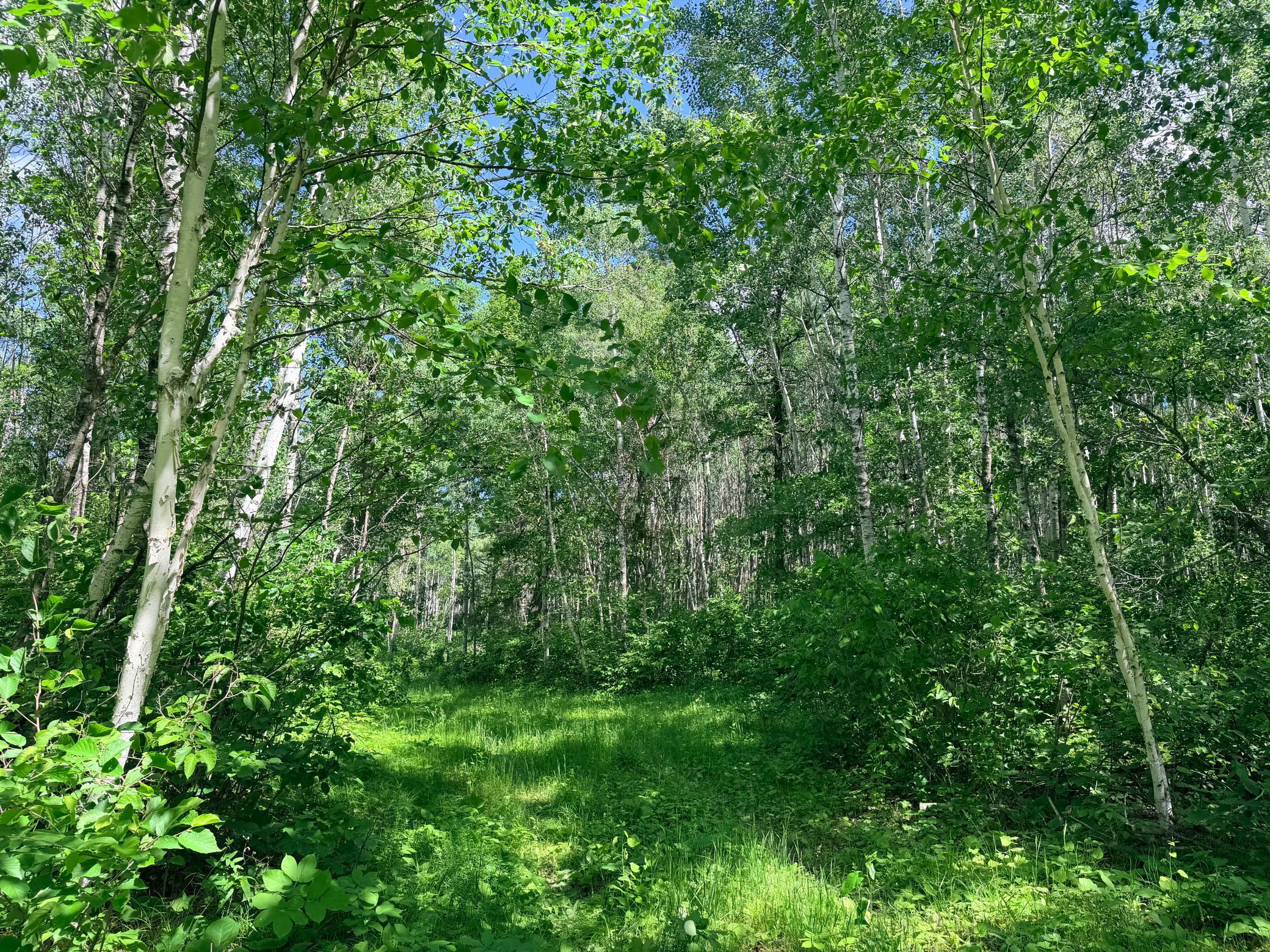 Tbd - 24.4 Ac County 4 Property Photo 9
