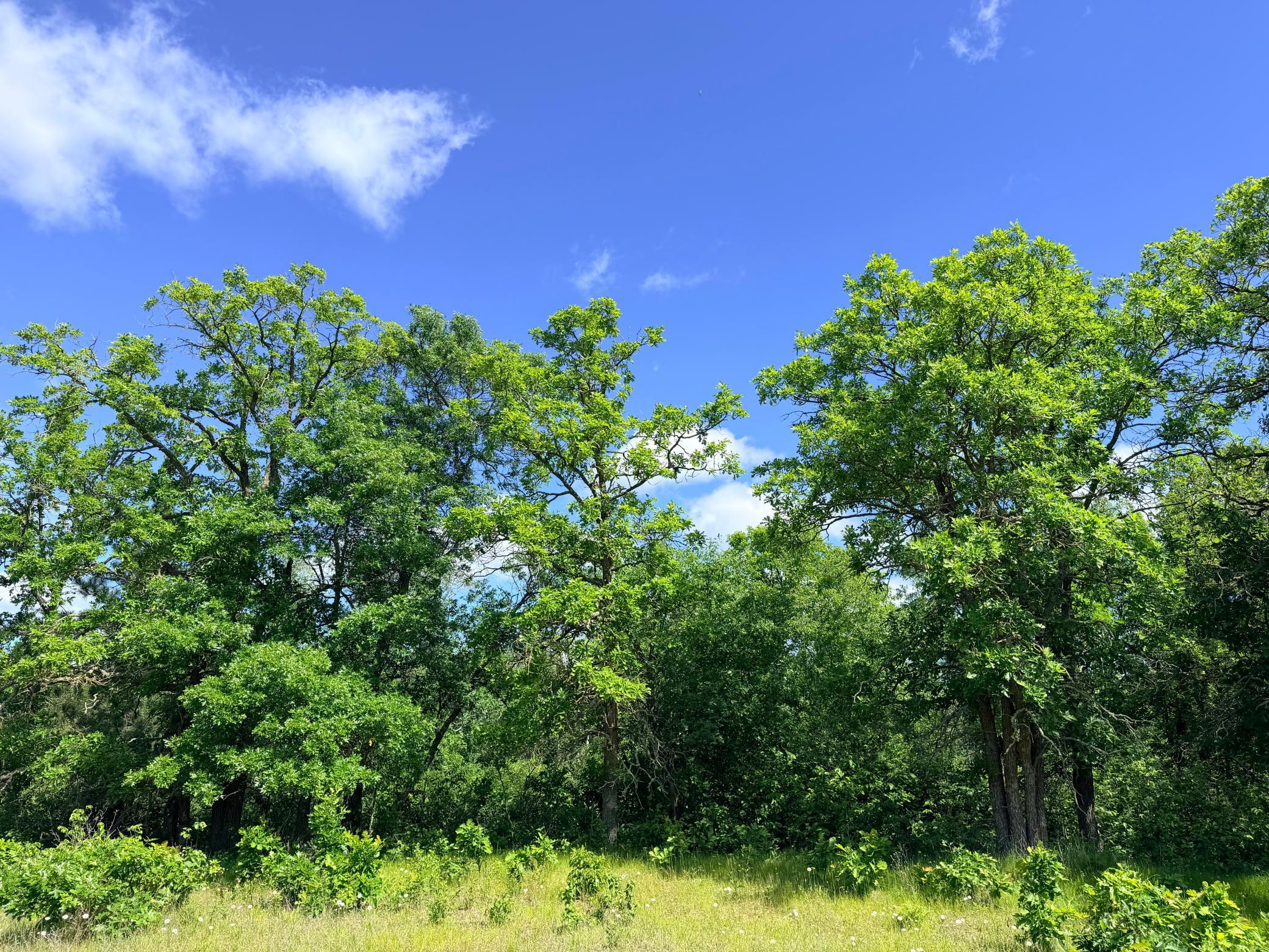 Tbd - 24.4 Ac County 4 Property Photo 13