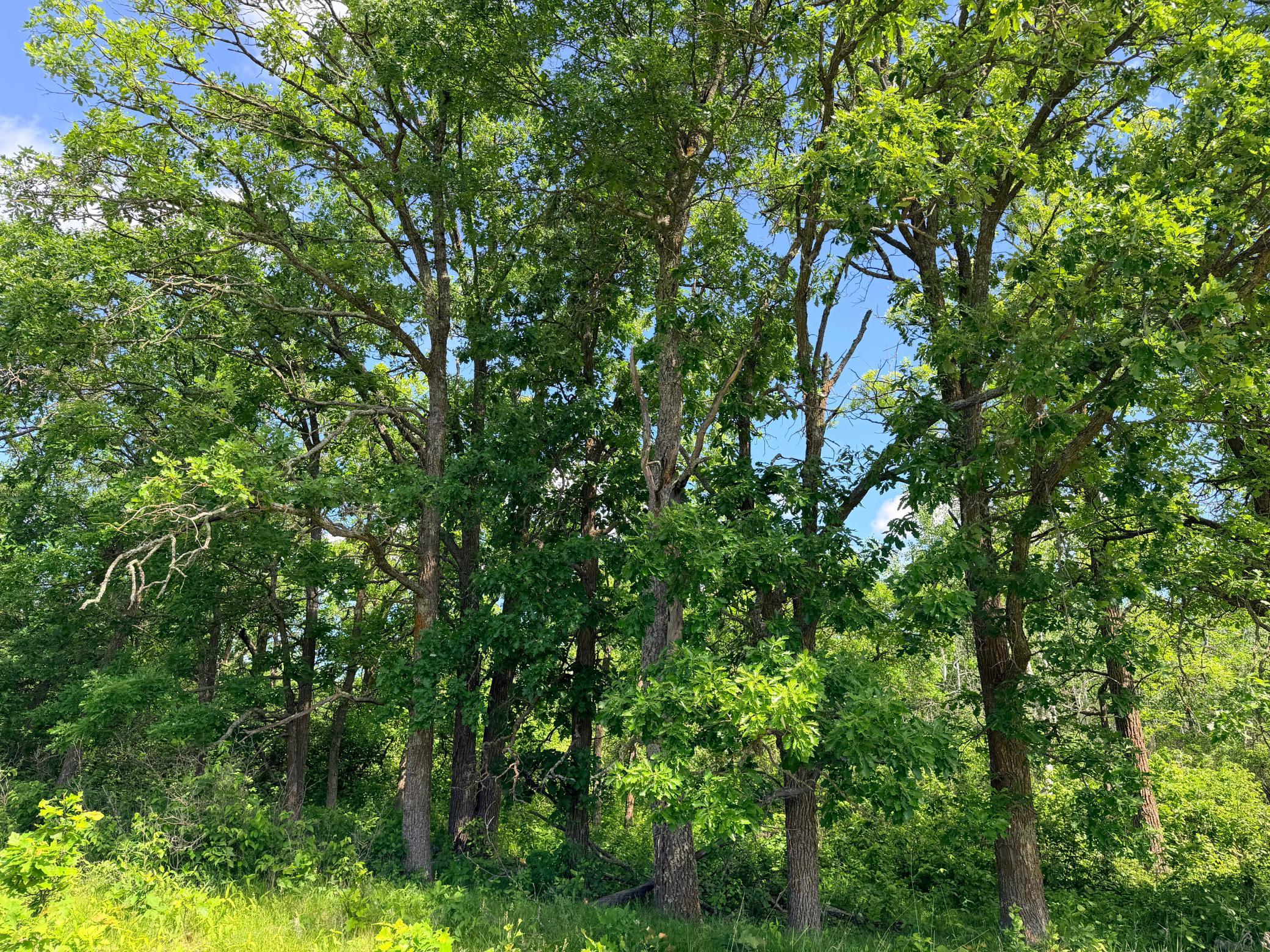 Tbd - 24.4 Ac County 4 Property Photo 14