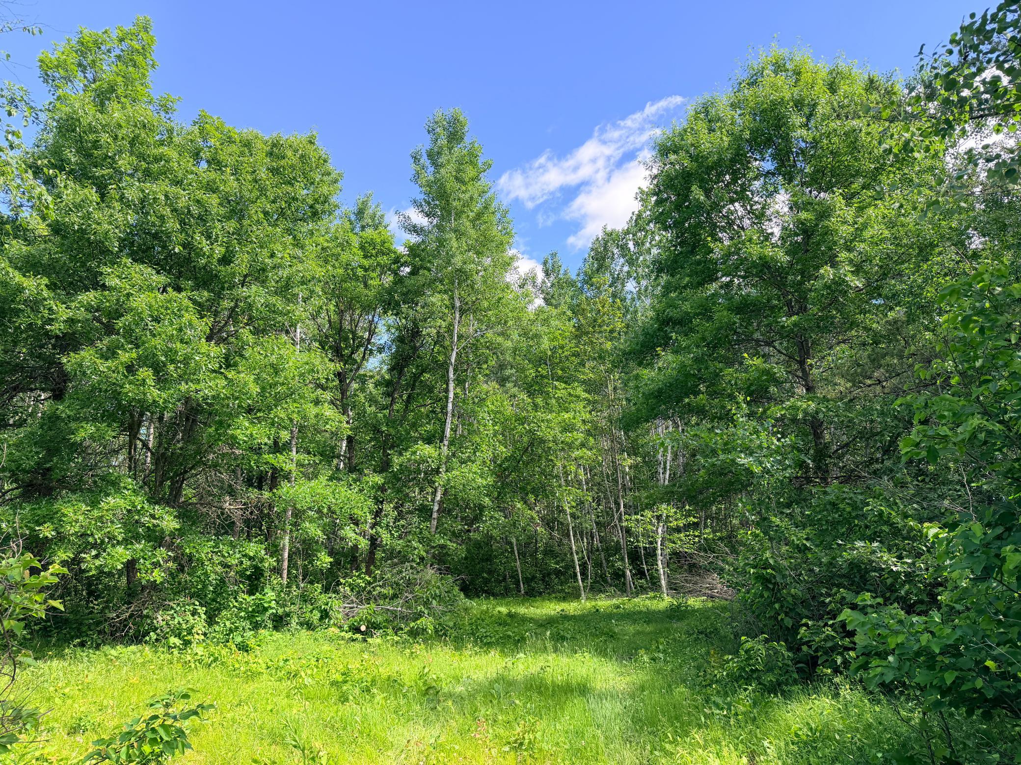 Tbd - 24.4 Ac County 4 Property Photo 15