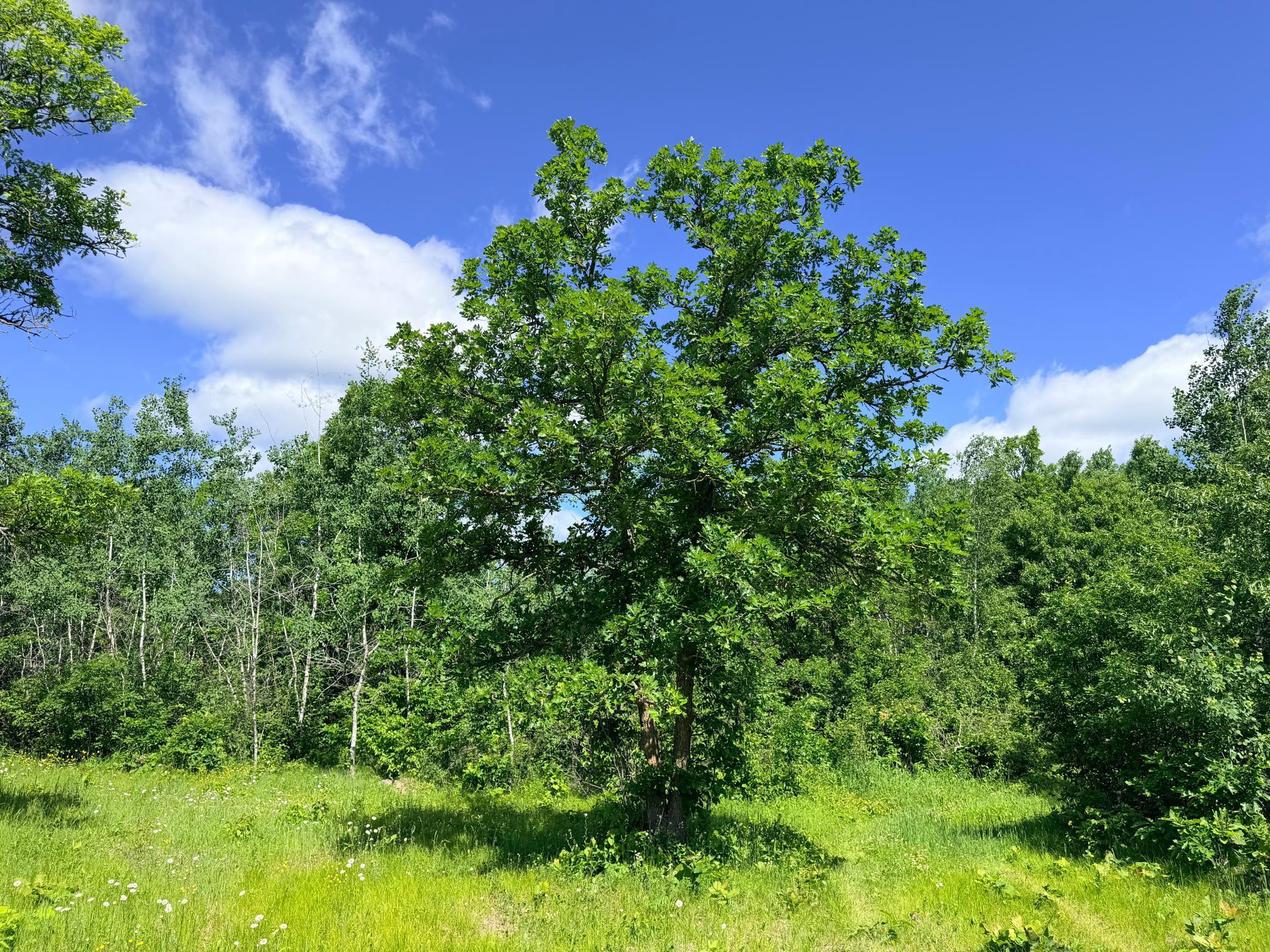 Tbd - 24.4 Ac County 4 Property Photo 16