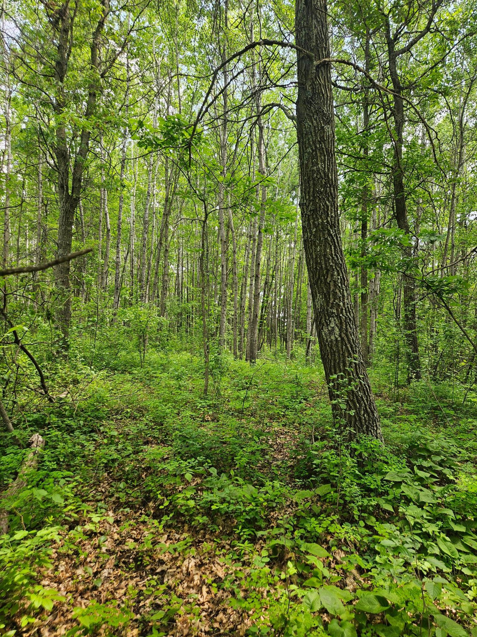 Parcel E Rogue Way Property Photo 8