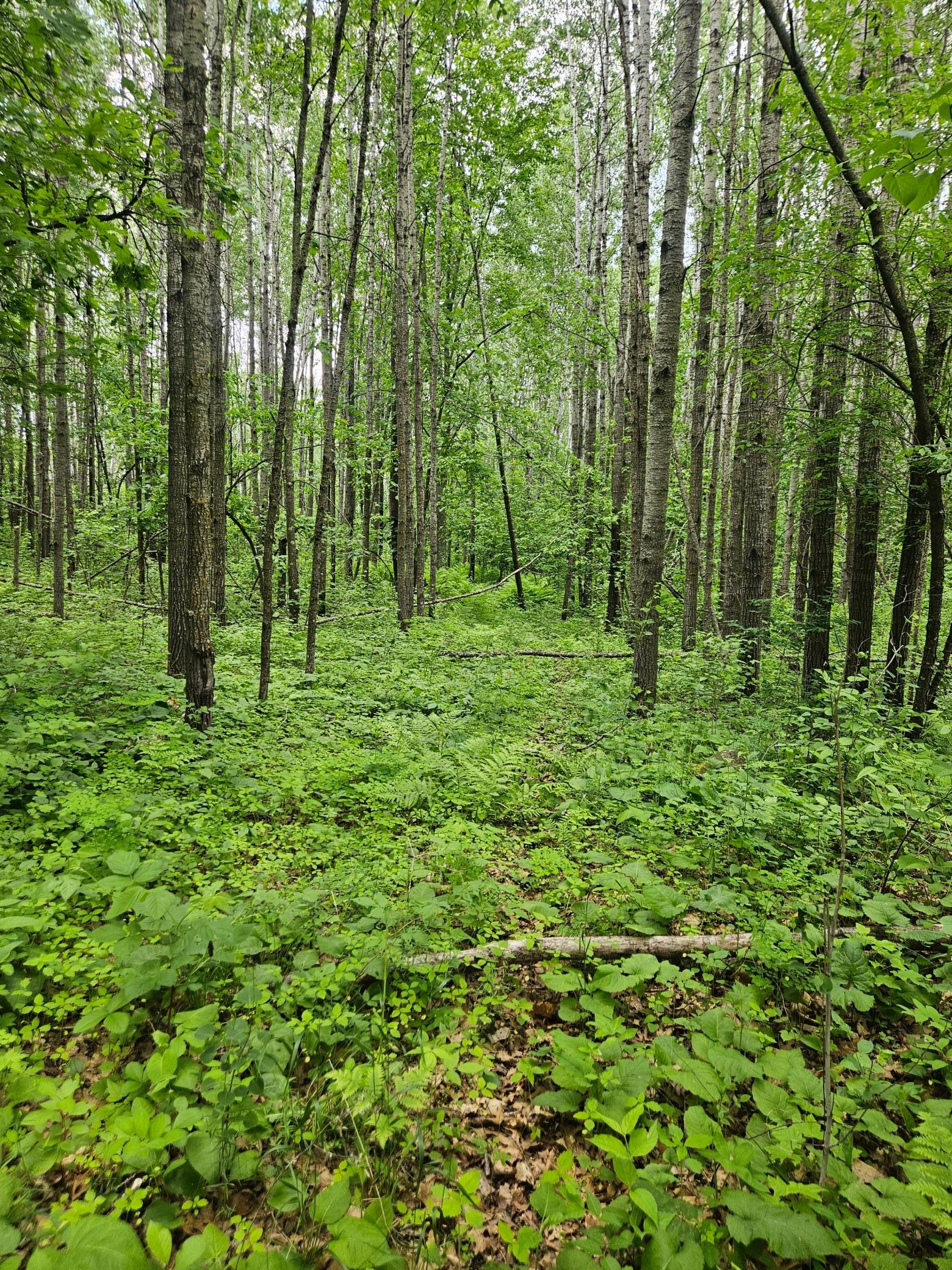 Parcel E Rogue Way Property Photo 17