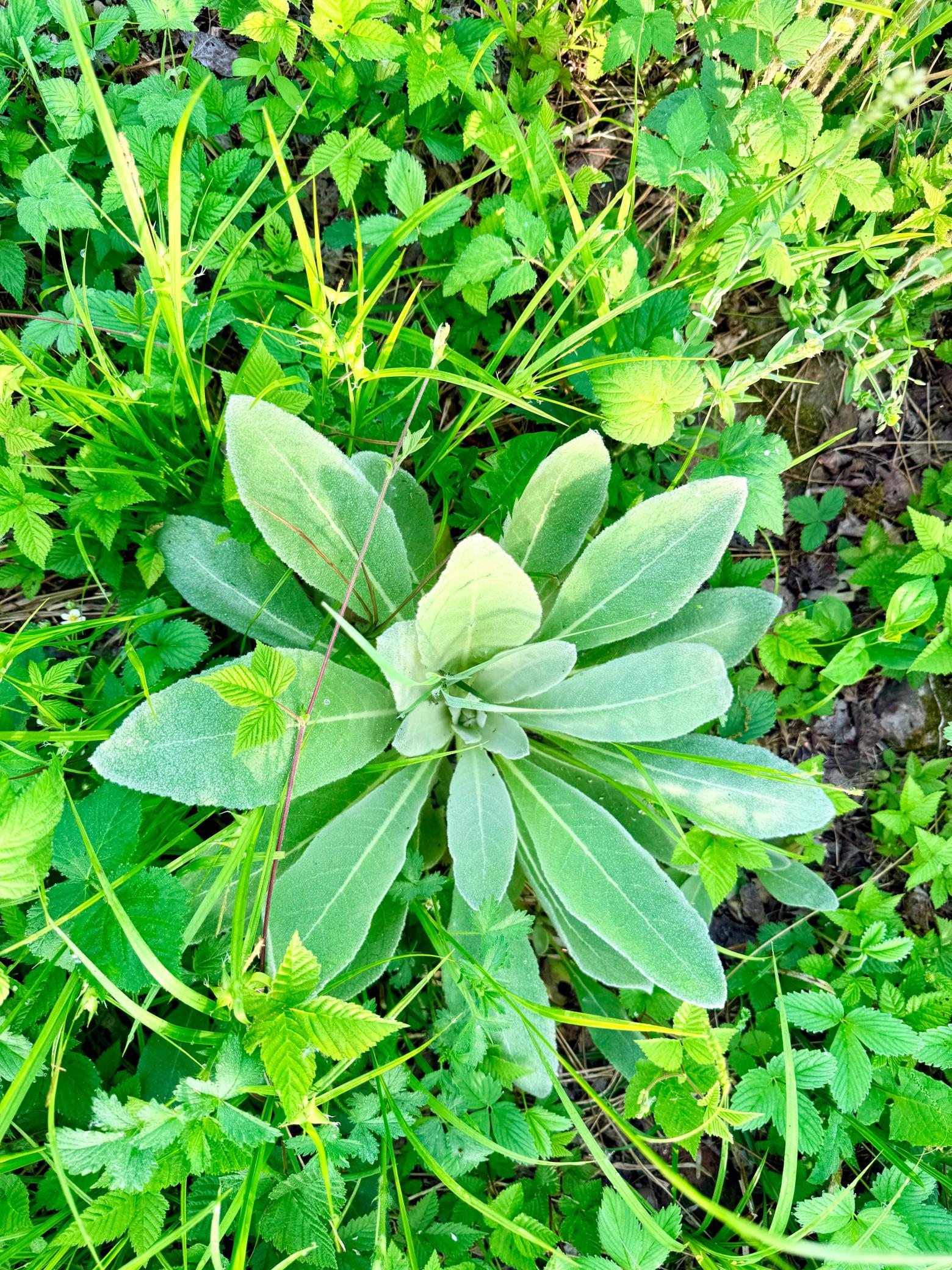 Tbd Highway 65 Property Photo 10