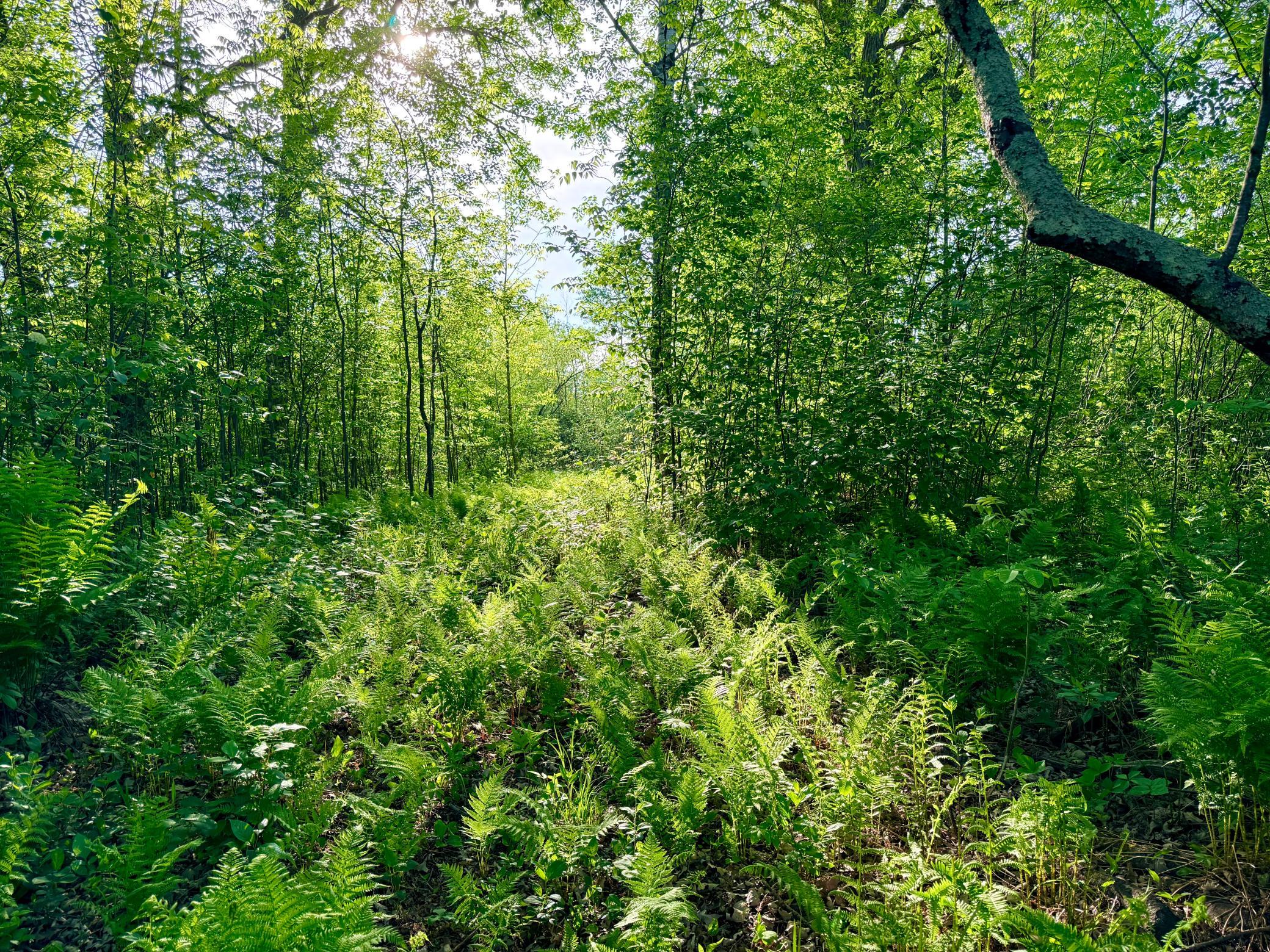 Tbd Highway 65 Property Photo 21